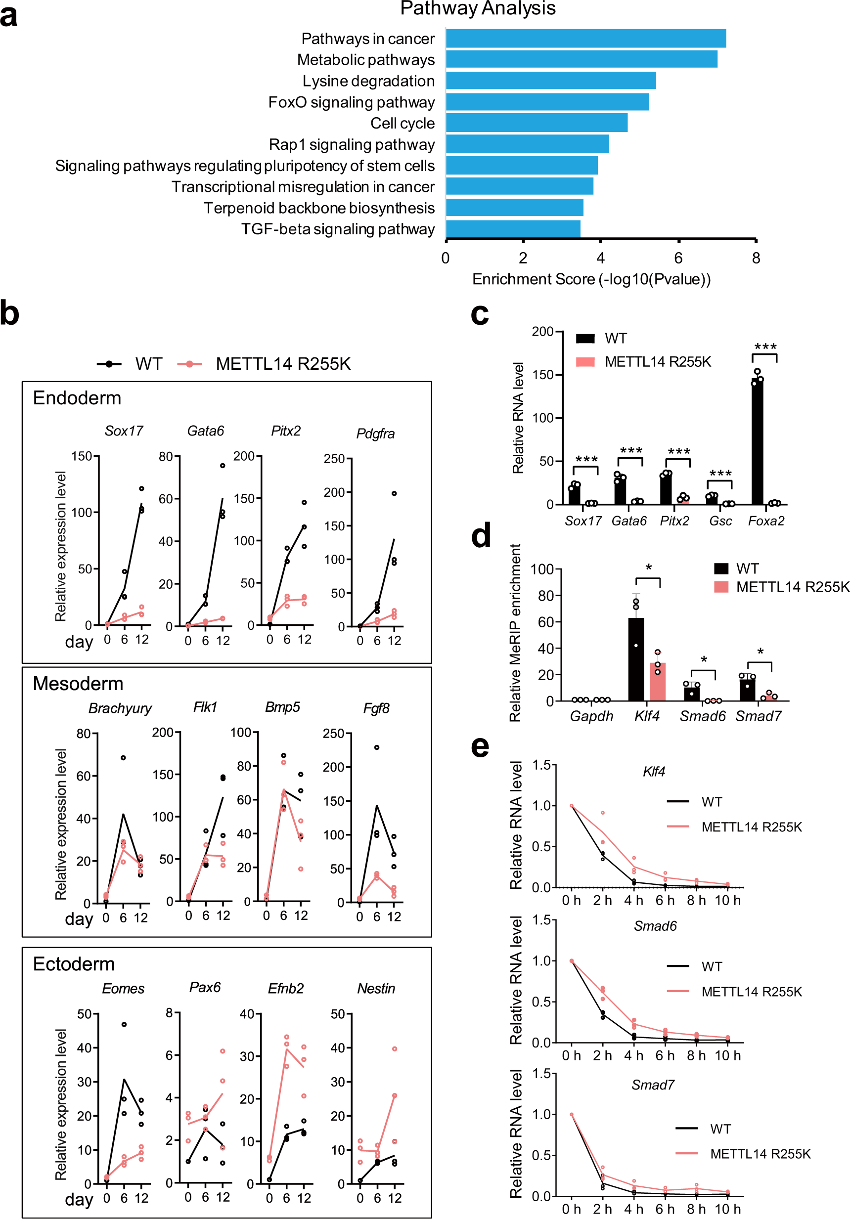 Fig. 6: Methylation of METTL14 at arginine 255 is required for normal mESC endoderm differentiation.