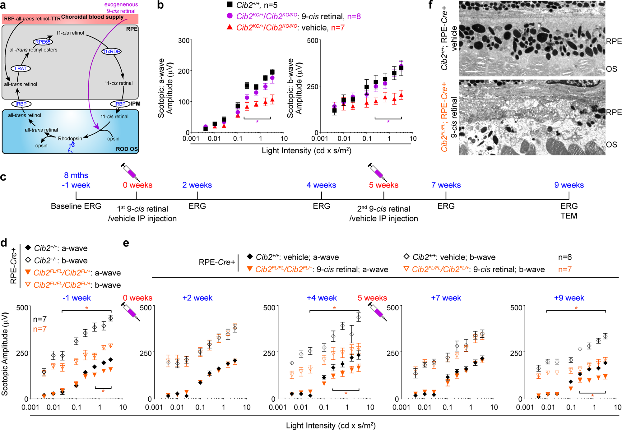 Fig. 10: PR function but not RPE pathology can be rescued by exogenous retinoid.