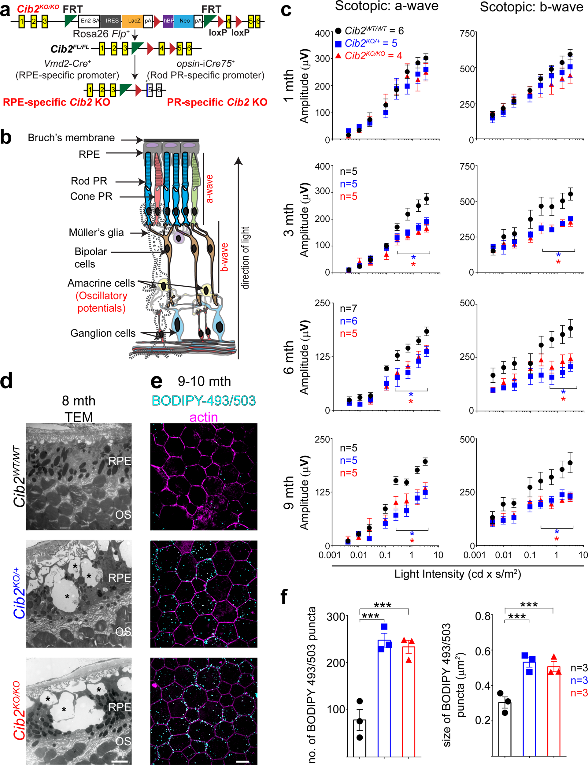 Cib2 Regulates Mtorc1 Signaling And Is Essential For Autophagy And Visual Function Nature Communications