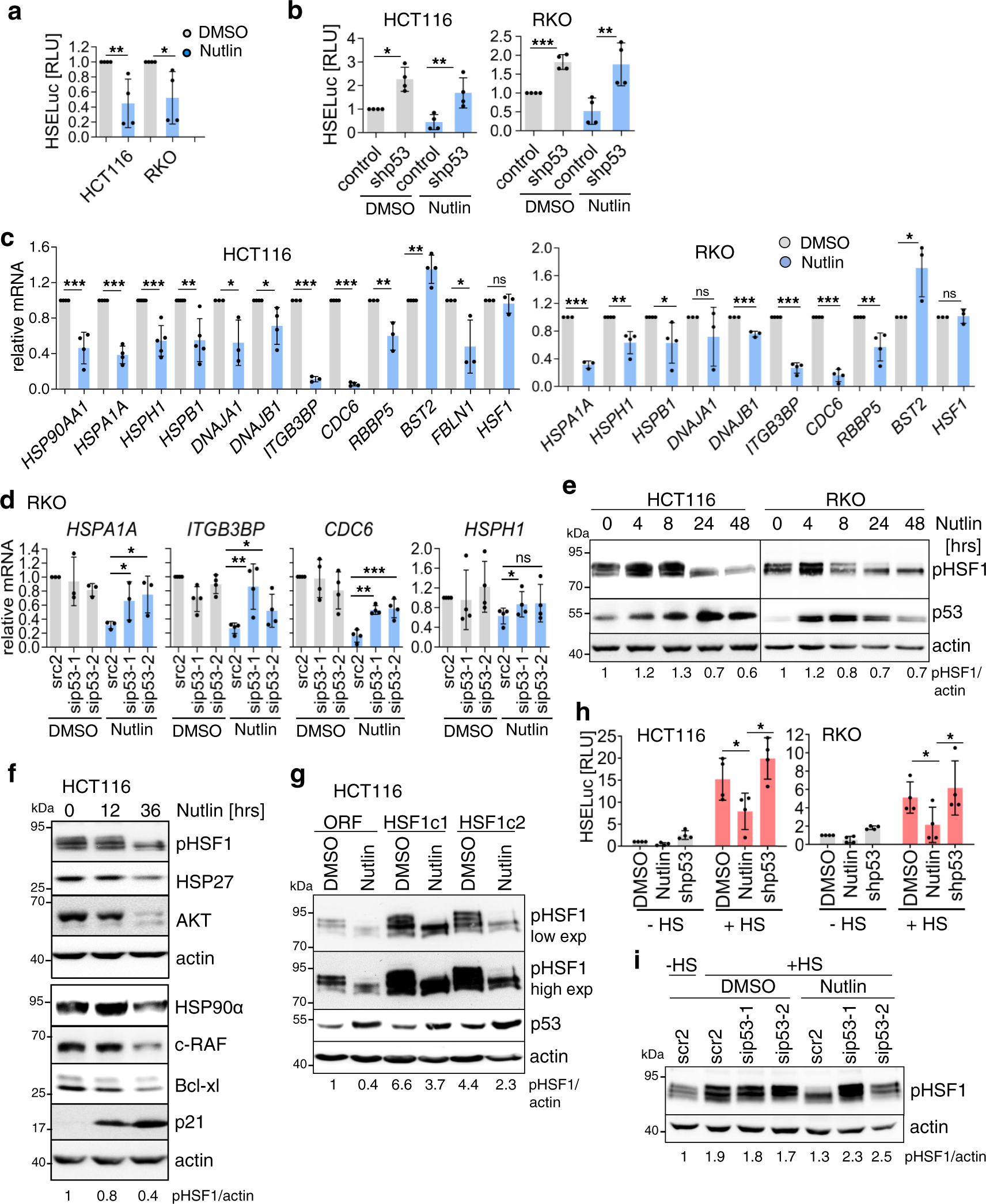 Fig. 3: Activated WTp53 represses HSF1 activity in human colorectal cancer cells.