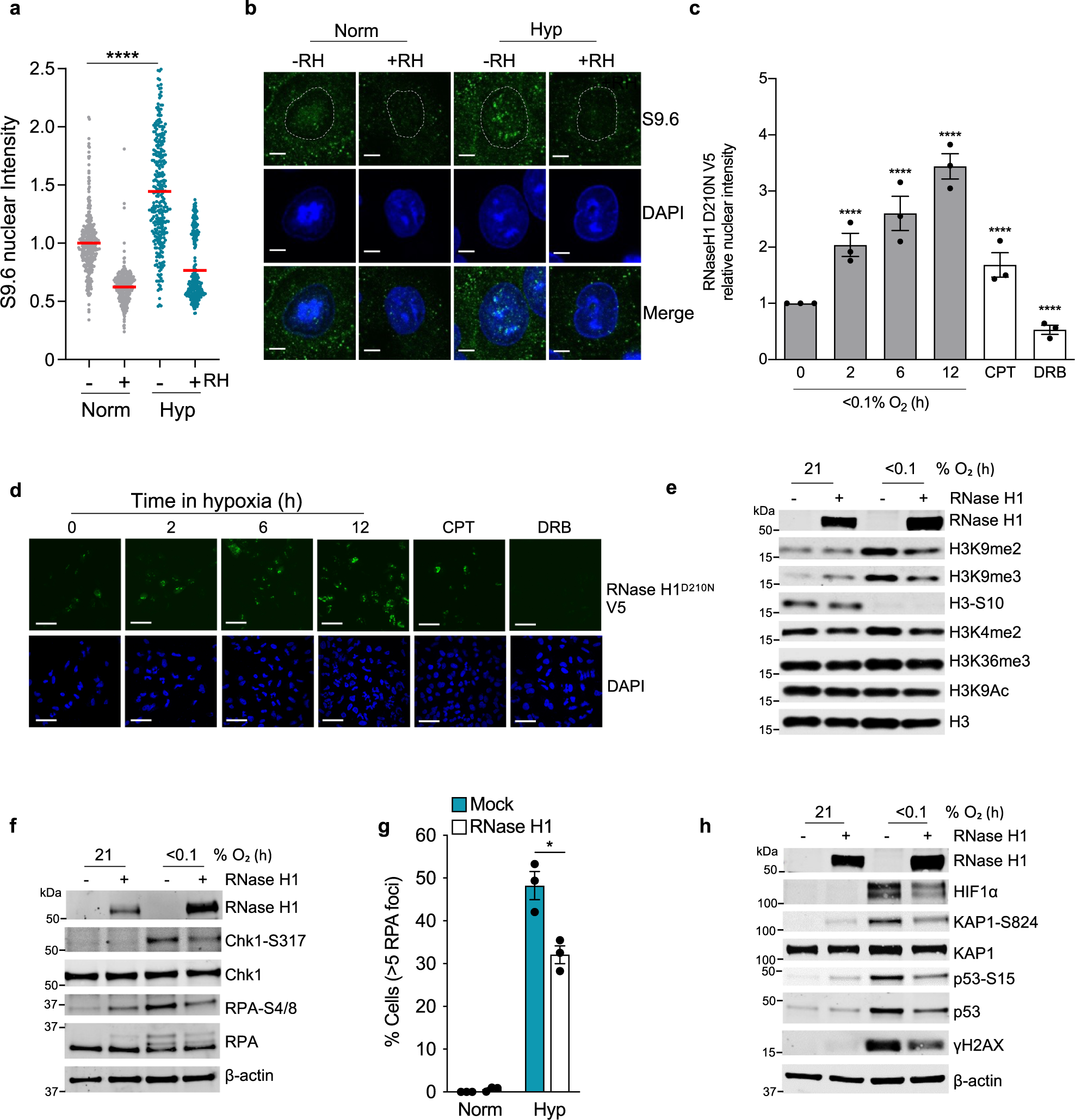 Fig. 3: Accumulation of R-loops in hypoxia (<0.1% O2).