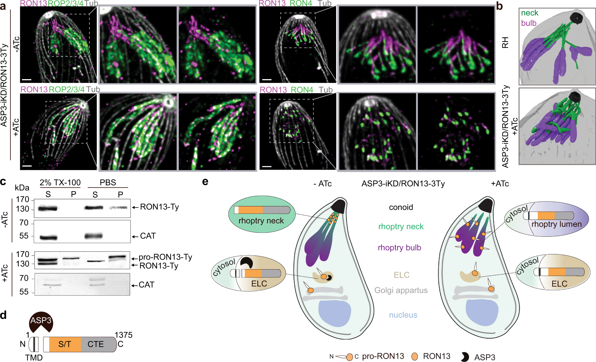 Structural insights into an atypical secretory pathway kinase crucial for  Toxoplasma gondii invasion | Nature Communications