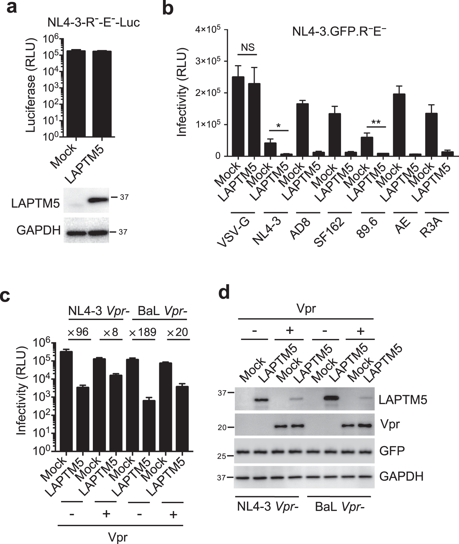 Fig. 2: LAPTM5 restricts HIV-1 infectivity.