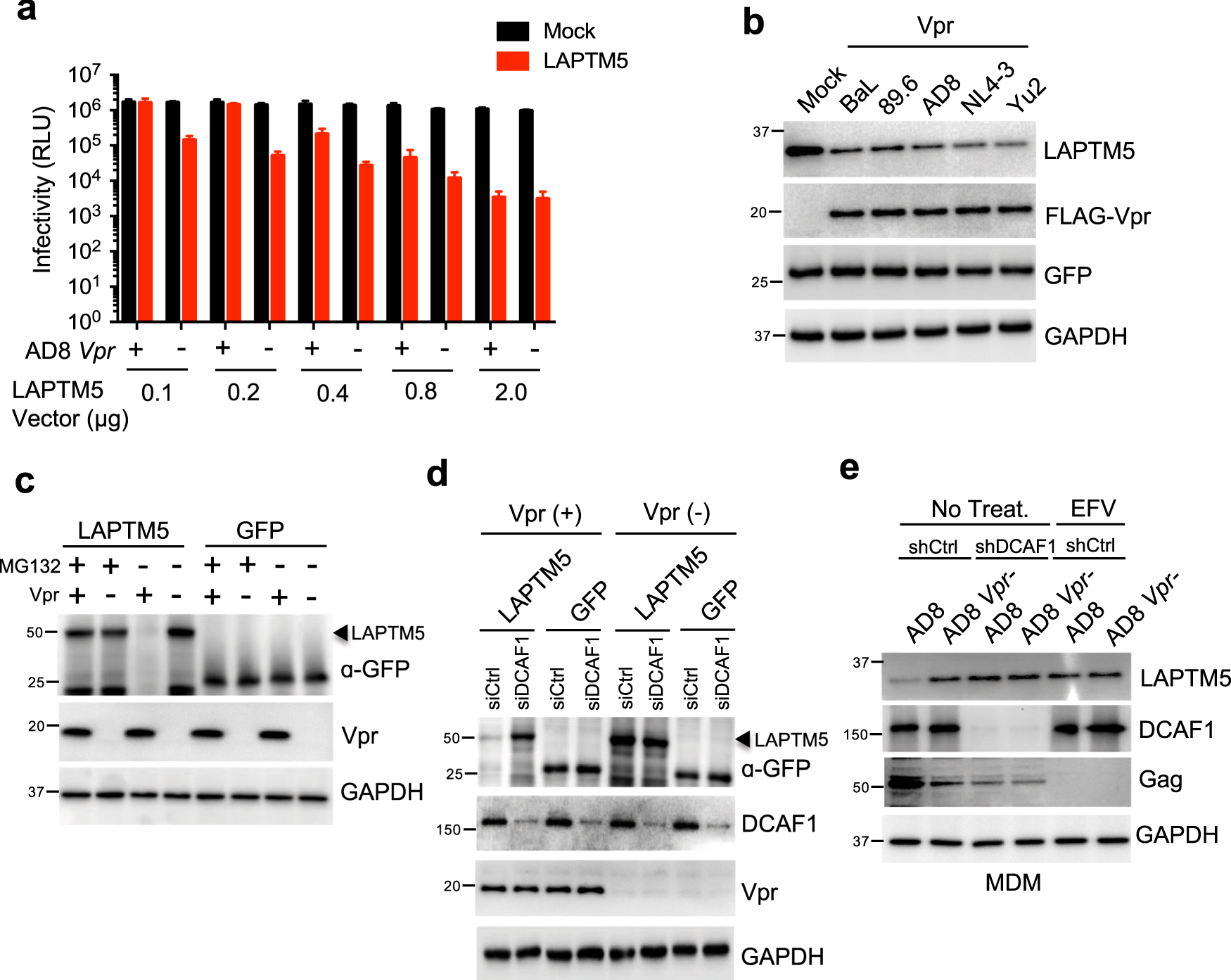 Fig. 3: LAPTM5 restricts HIV-1 infectivity and Vpr counteracts the restriction.