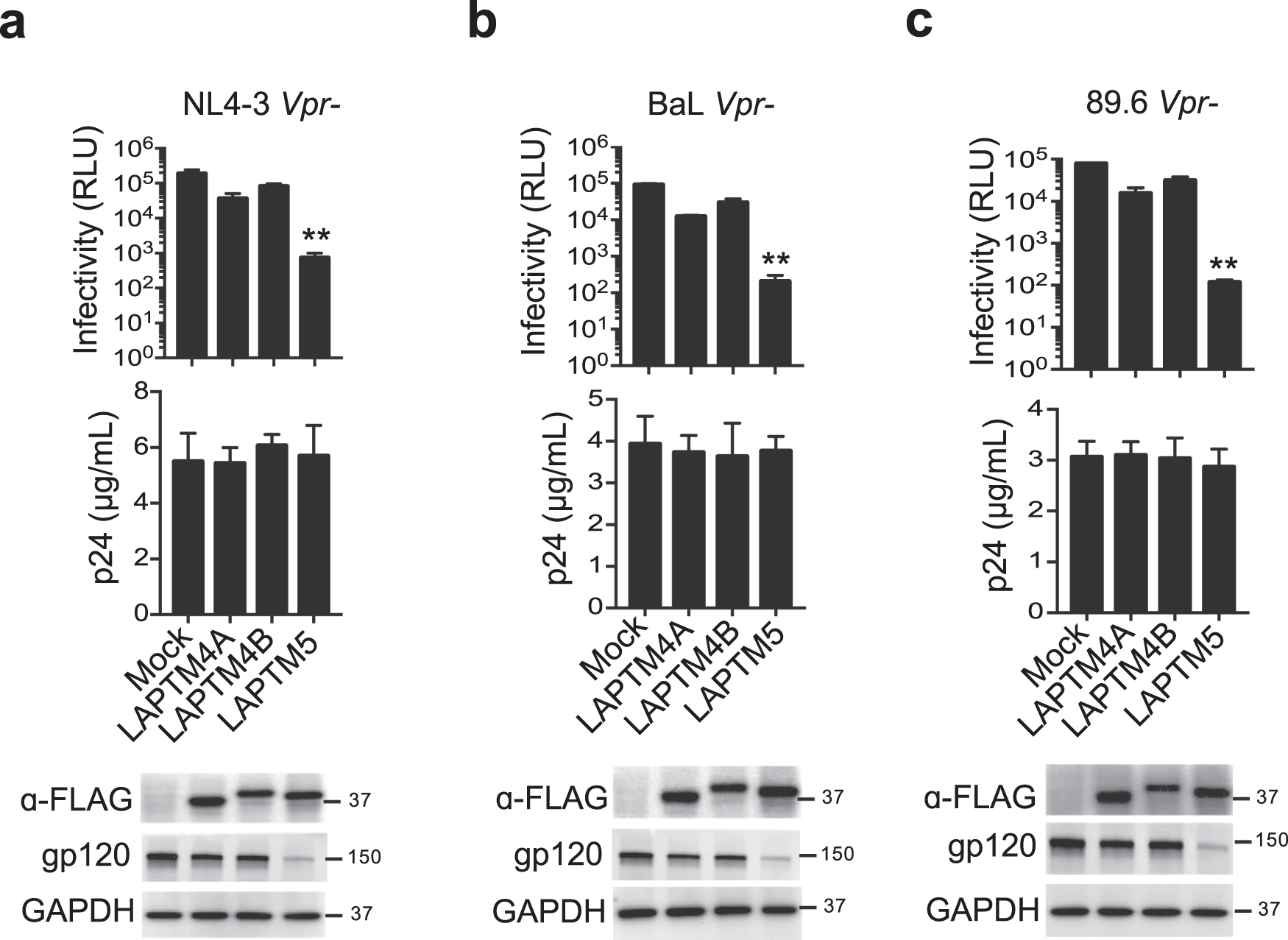Fig. 4: LAPTM5 and LAPTM4A restrict HIV-1 infectivity.