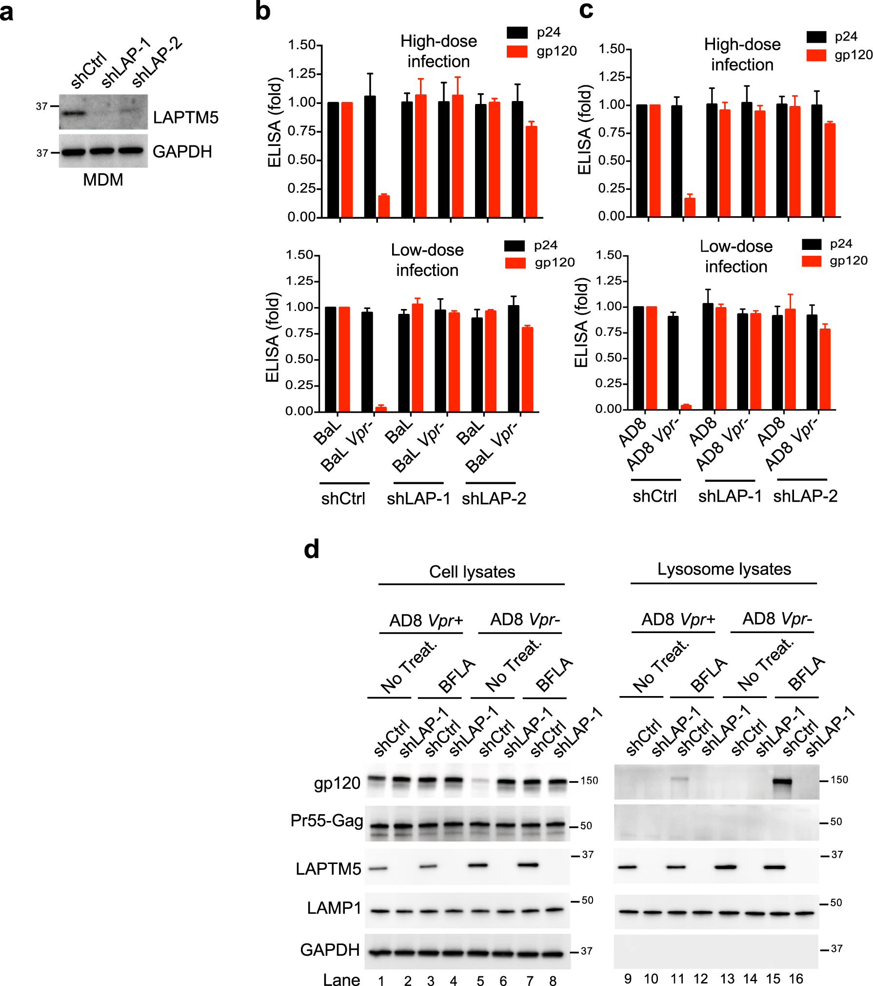 Fig. 6: Vpr counteracts the LAPTM5-mediated degradation of HIV-1 Env.