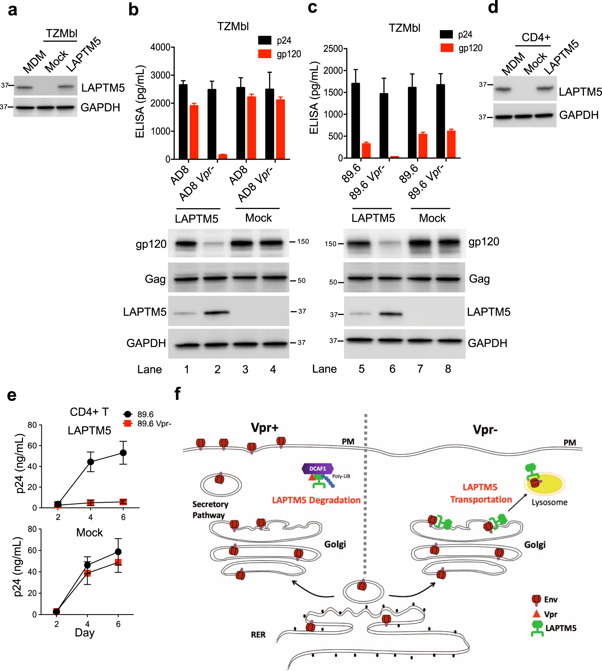 Fig. 7: Vpr enhances HIV-1 infection in LAPTM5-expressing CD4+ T cells.
