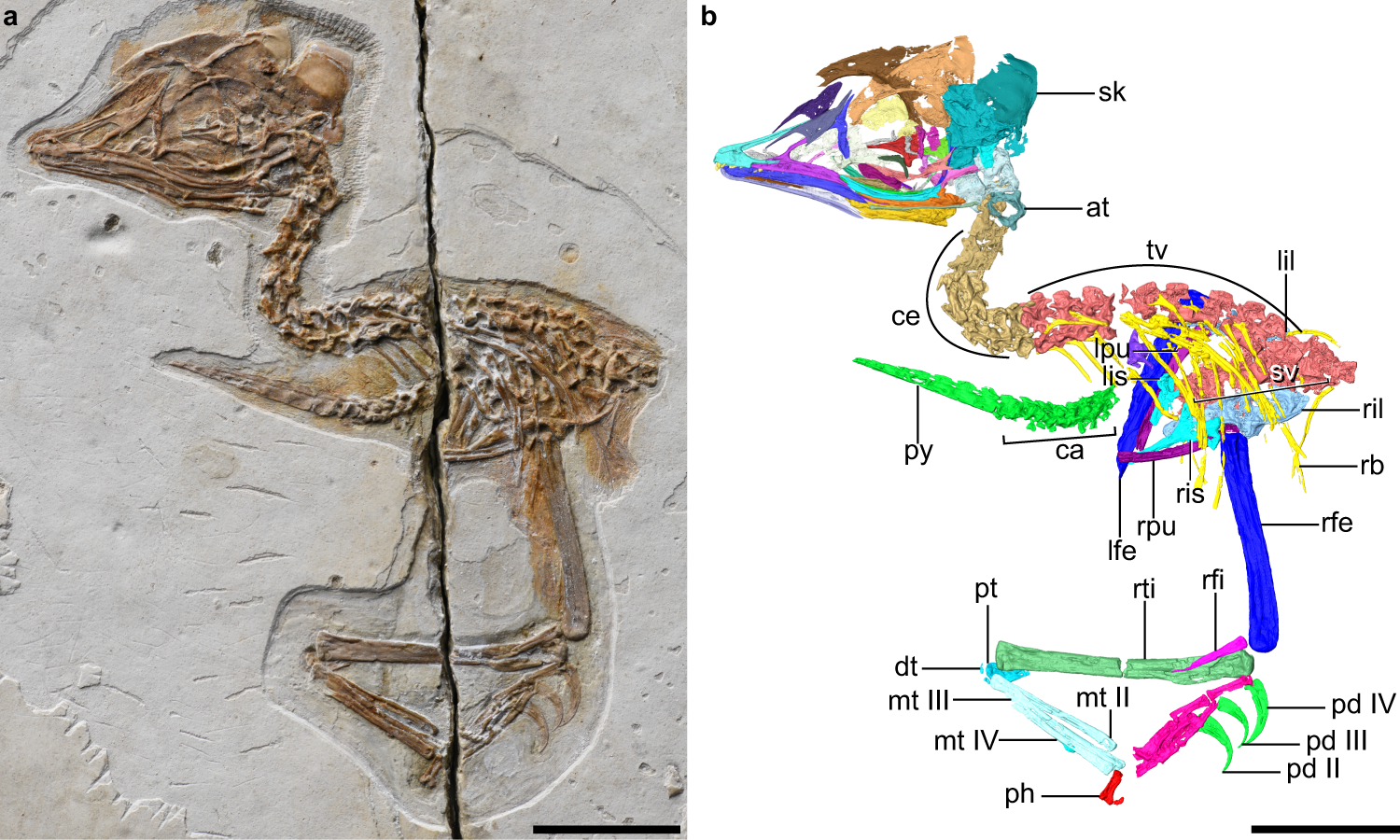 Cretaceous bird with dinosaur skull sheds light on avian cranial evolution  | Nature Communications