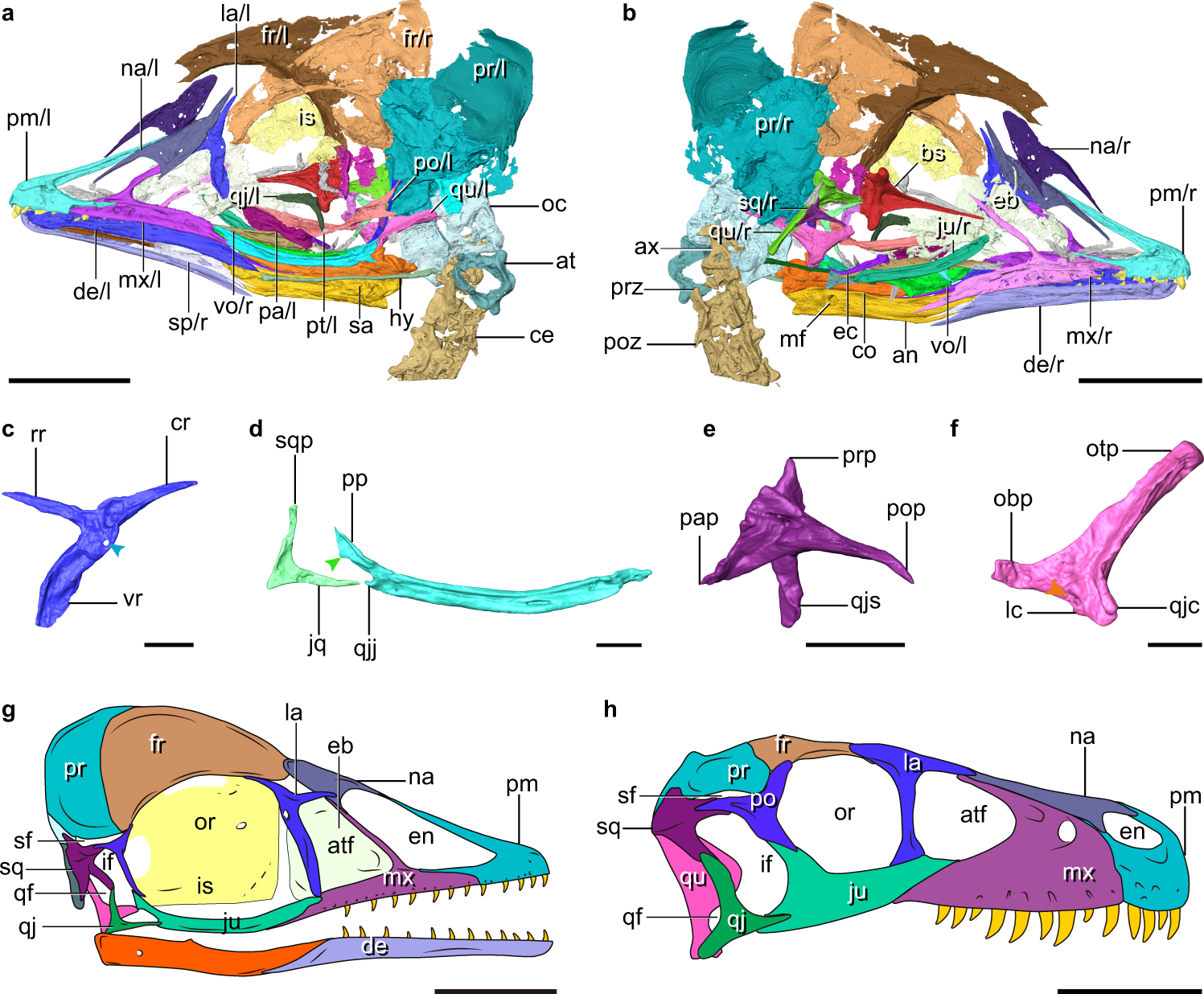 Fig. 2: Digital reconstruction of the skull of IVPP V12707.