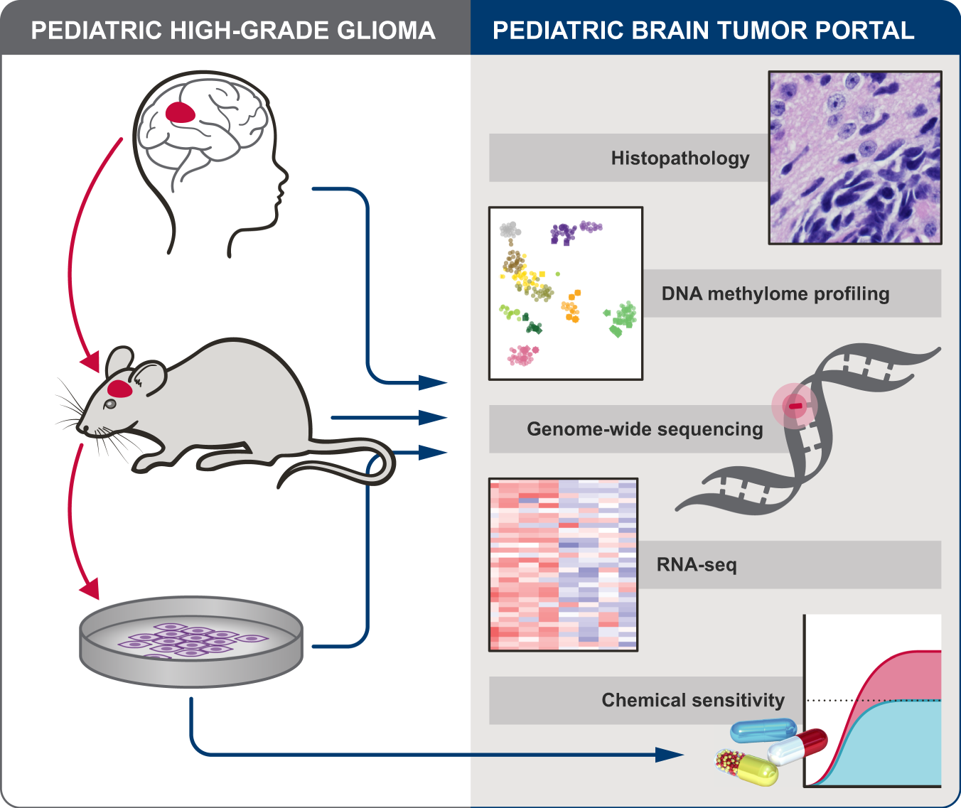 Patient-derived models recapitulate heterogeneity of molecular signatures  and drug response in pediatric high-grade glioma