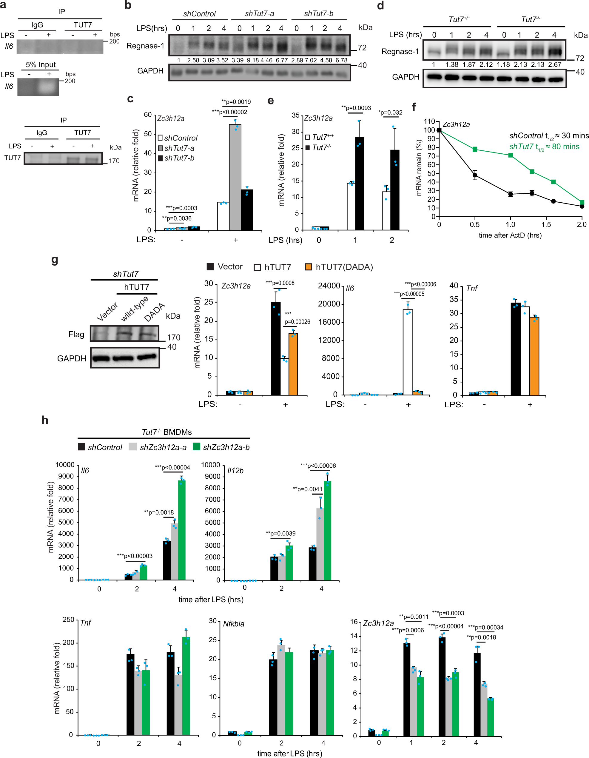 Fig. 3: TUT7 decreases Zc3h12a mRNA stability in response to LPS challenge.