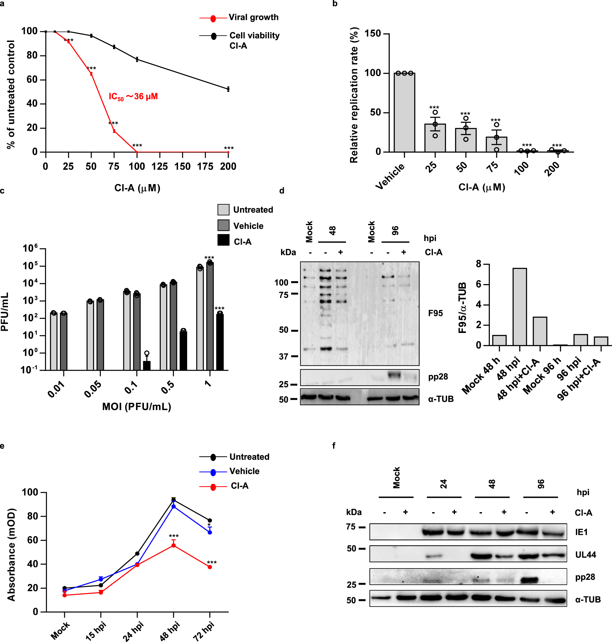 Fig. 2: Cl-A blocks HCMV replication.