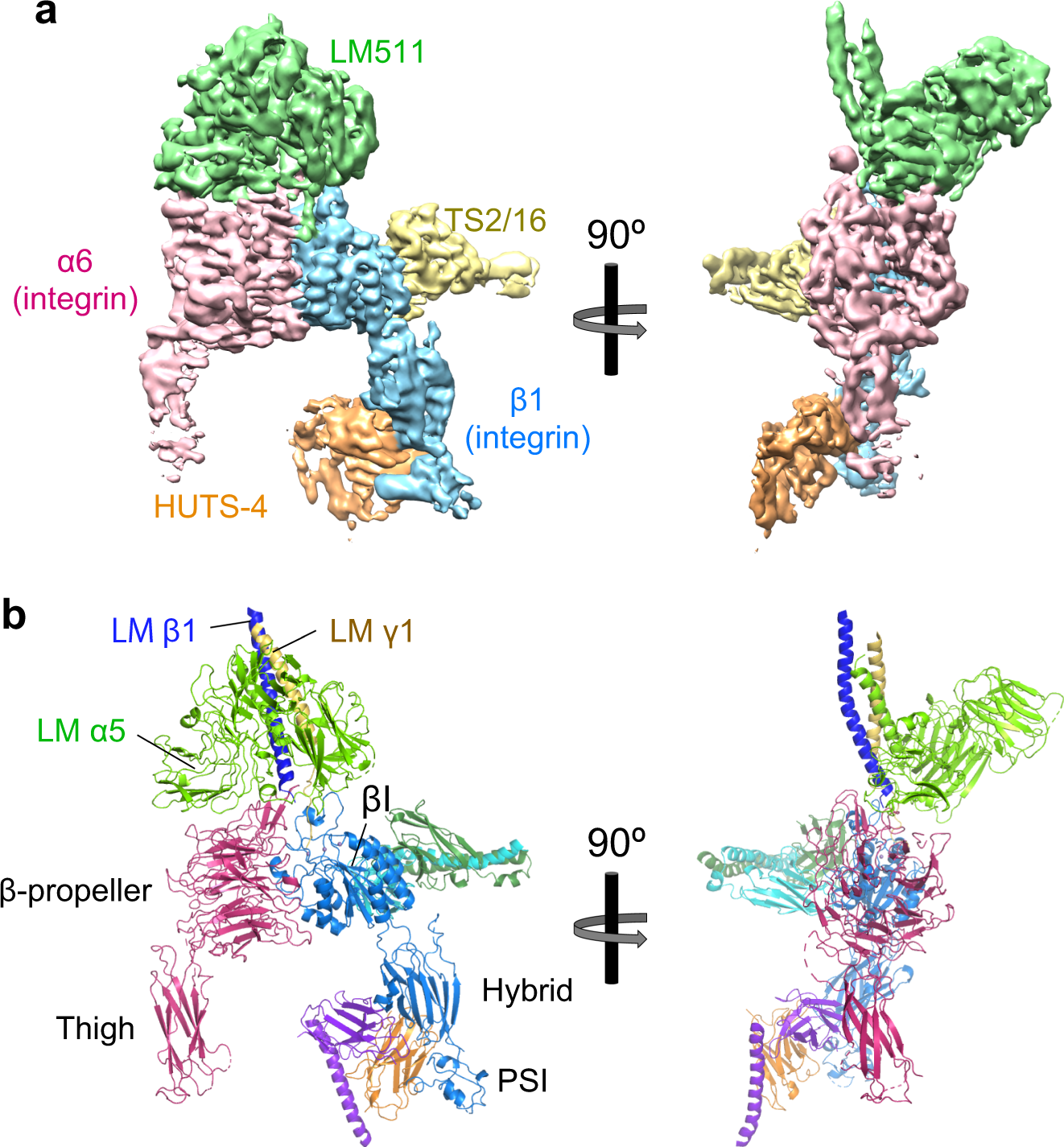 Fig. 3: Cryo-EM structure of a quaternary complex of the α6β1 headpiece, tLM511, TS2/16 Fv-clasp, and HUTS-4 Fv-clasp.
