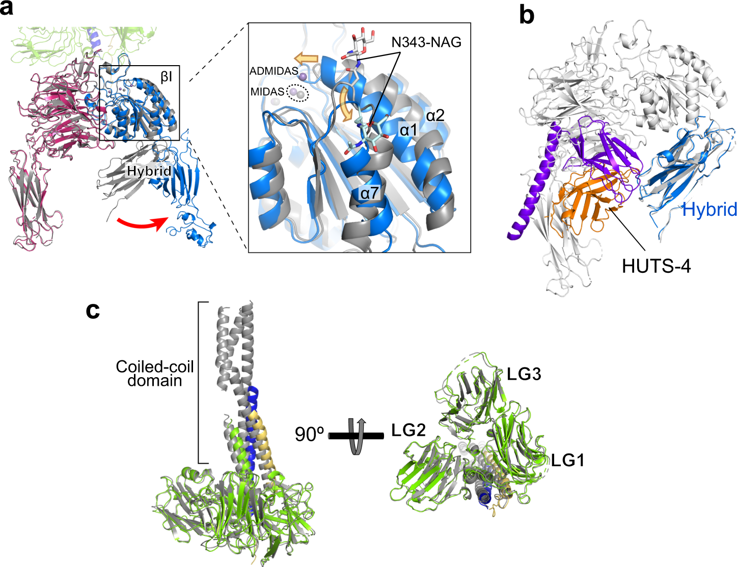 Fig. 4: Structural changes upon ligand binding.