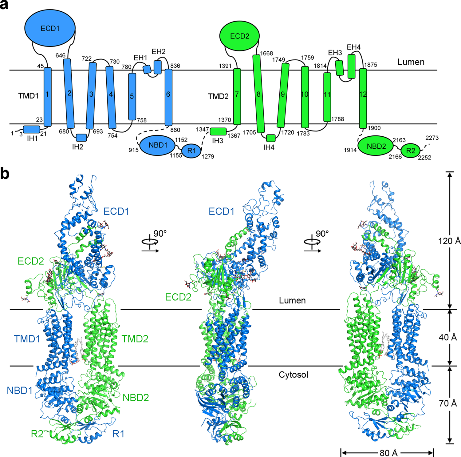 Structural basis of substrate recognition and translocation by human ABCA4  | Nature Communications