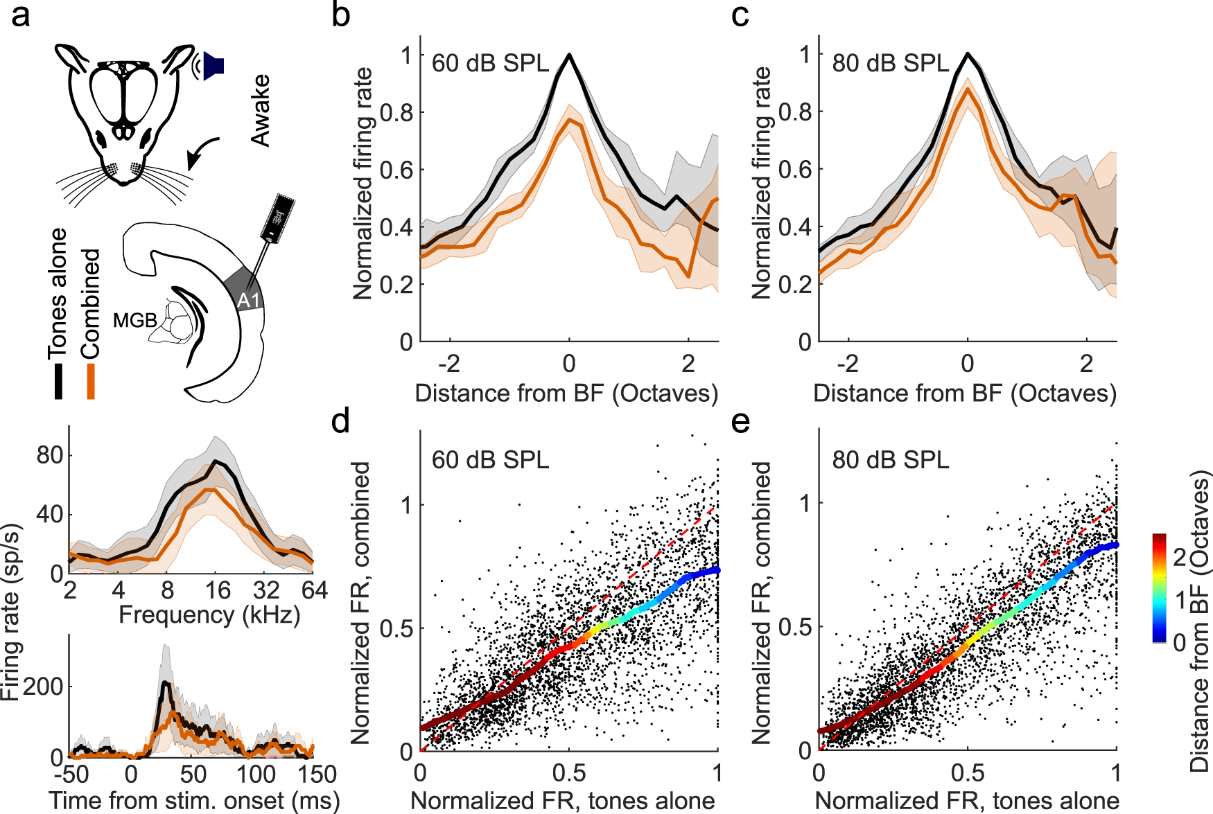 Subcortical Circuits Mediate Communication Between Primary Sensory Cortical Areas In Mice Nature Communications Subcortical Circuits Mediate Communication Between Primary Sensory Cortical Areas In Mice Nature Communications