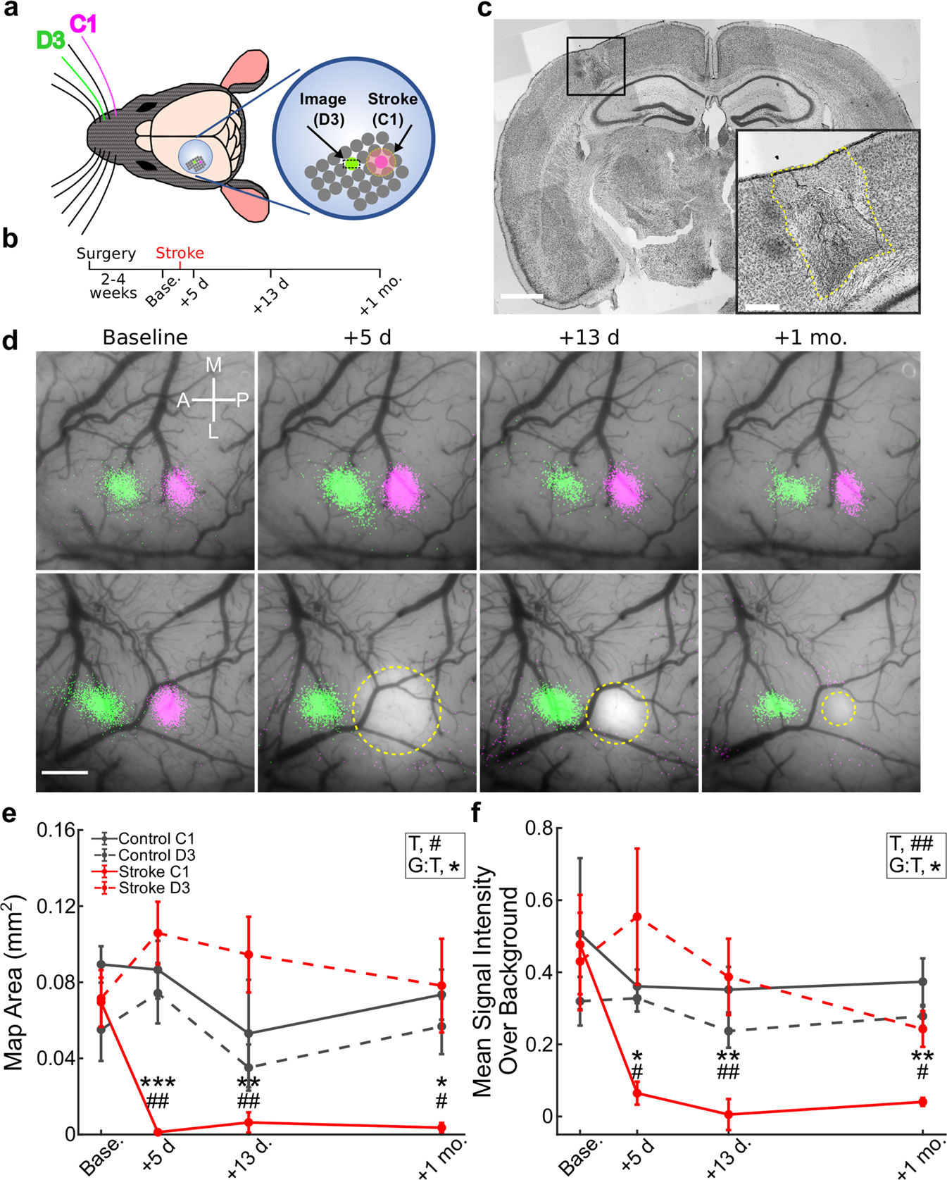 Barrel cortex plasticity after photothrombotic stroke involves potentiating  responses of pre-existing circuits but not functional remapping to new  circuits | Nature Communications