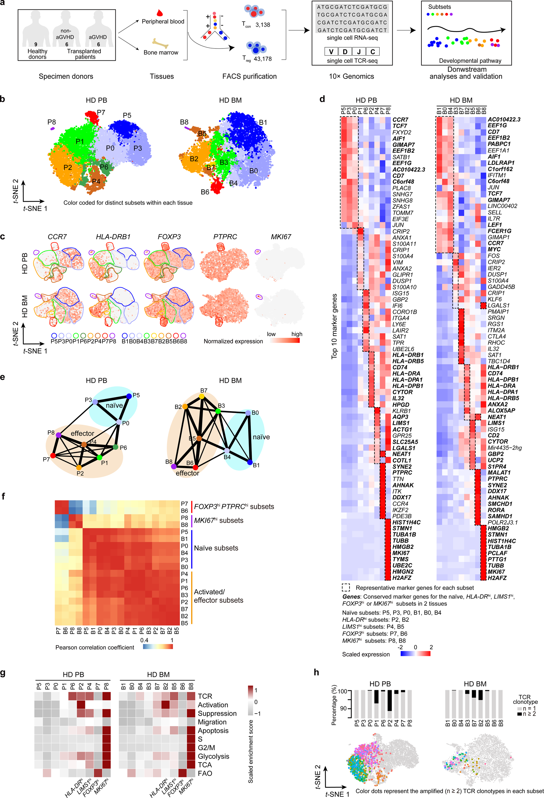 Single-cell transcriptomic analysis reveals disparate effector  differentiation pathways in human Treg compartment | Nature Communications