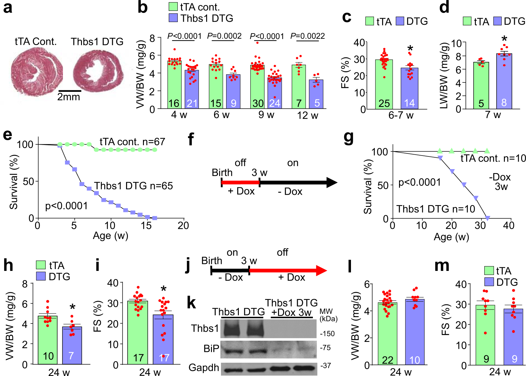 Fig. 2: Cardiomyocyte-specific overexpression of Thbs1 induces lethal cardiac atrophy.