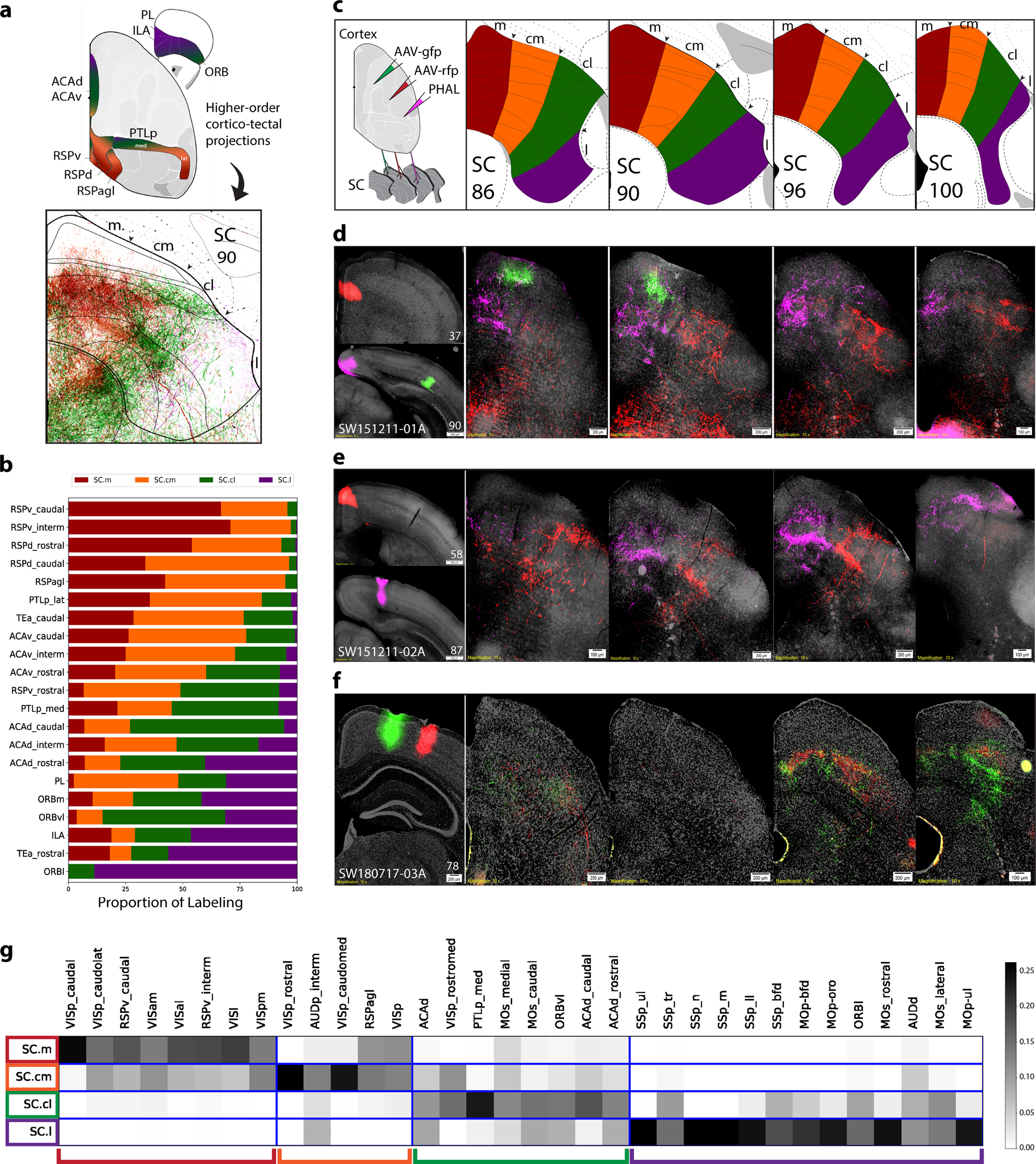 Fig. 3: Distribution of higher-order cortical inputs across SC zones.