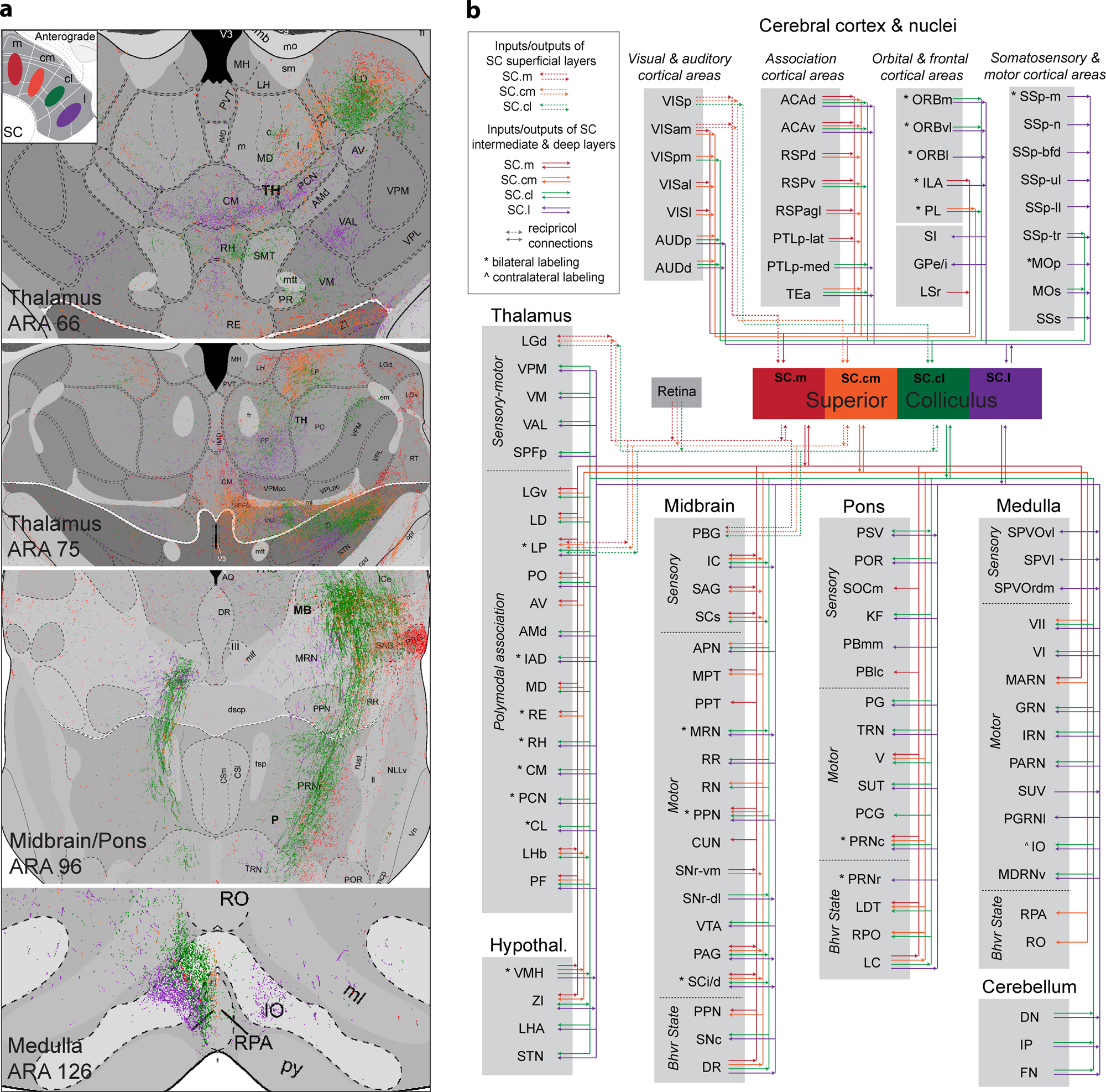 Fig. 4: Brain-wide connectivity of SC inputs and outputs.