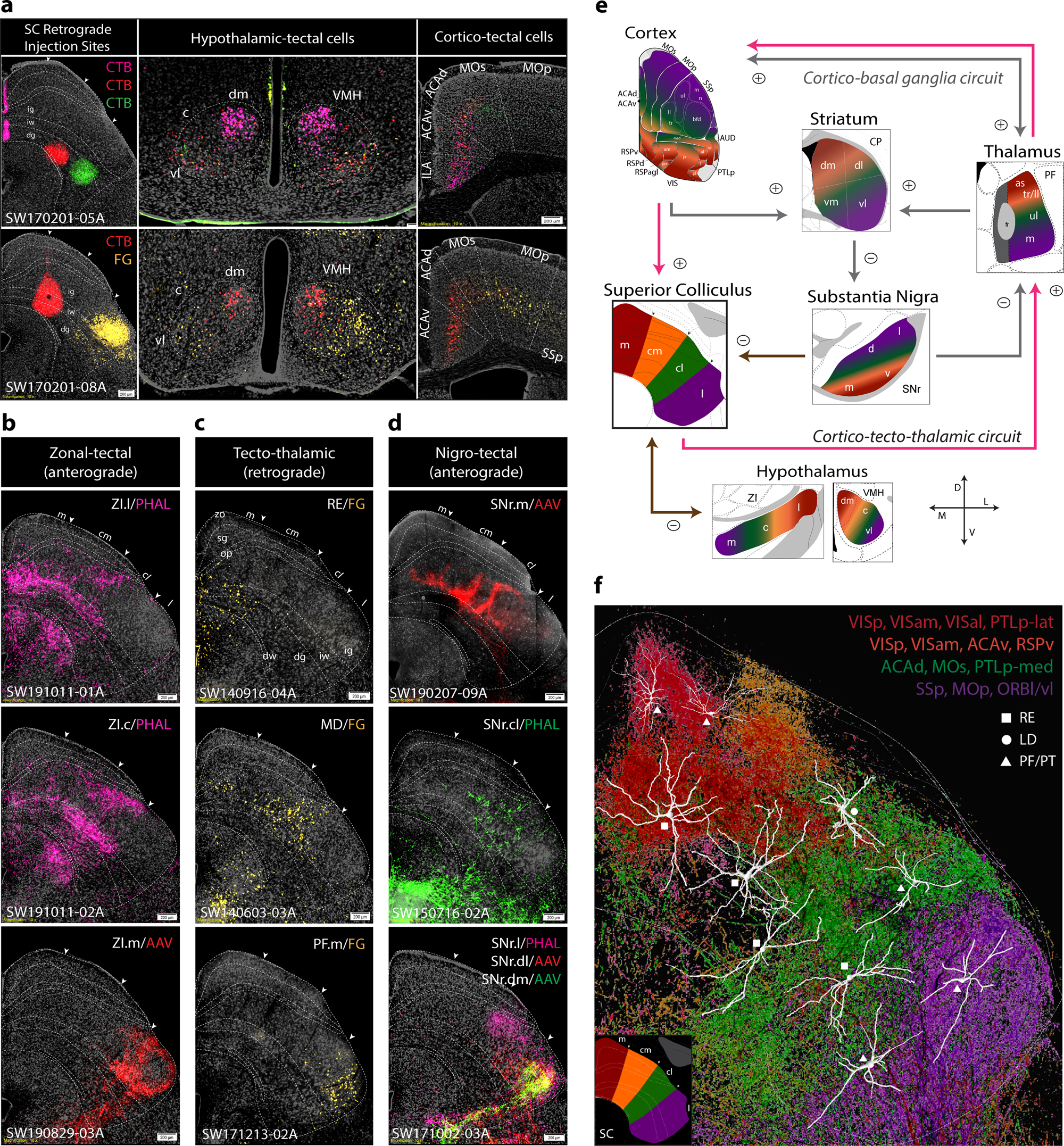 Fig. 5: Topographic organization of brain-wide inputs and outputs of SC zones.