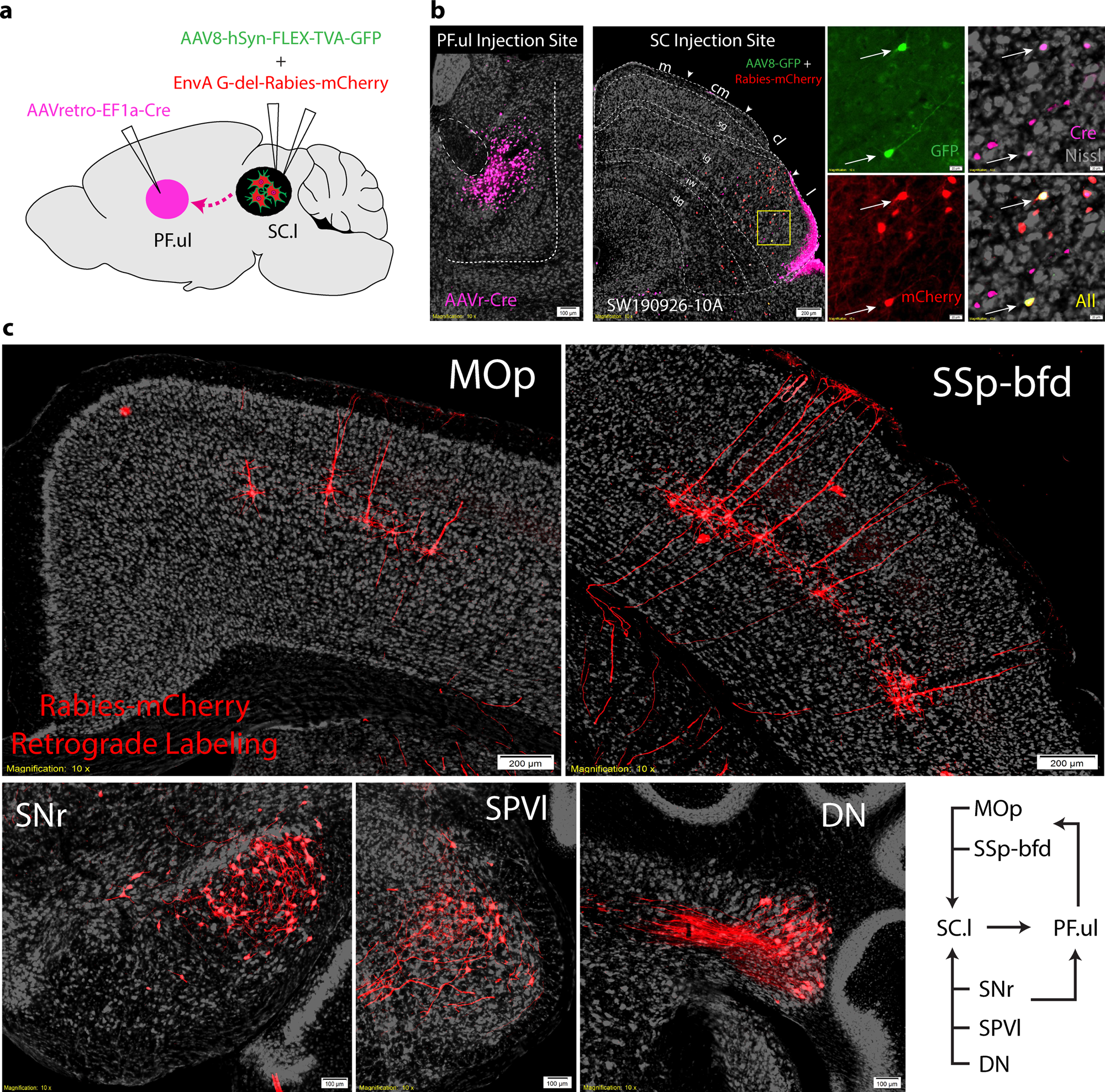 Fig. 7: Upper-limb/orofacial subnetworks in the SC.cl and SC.l.