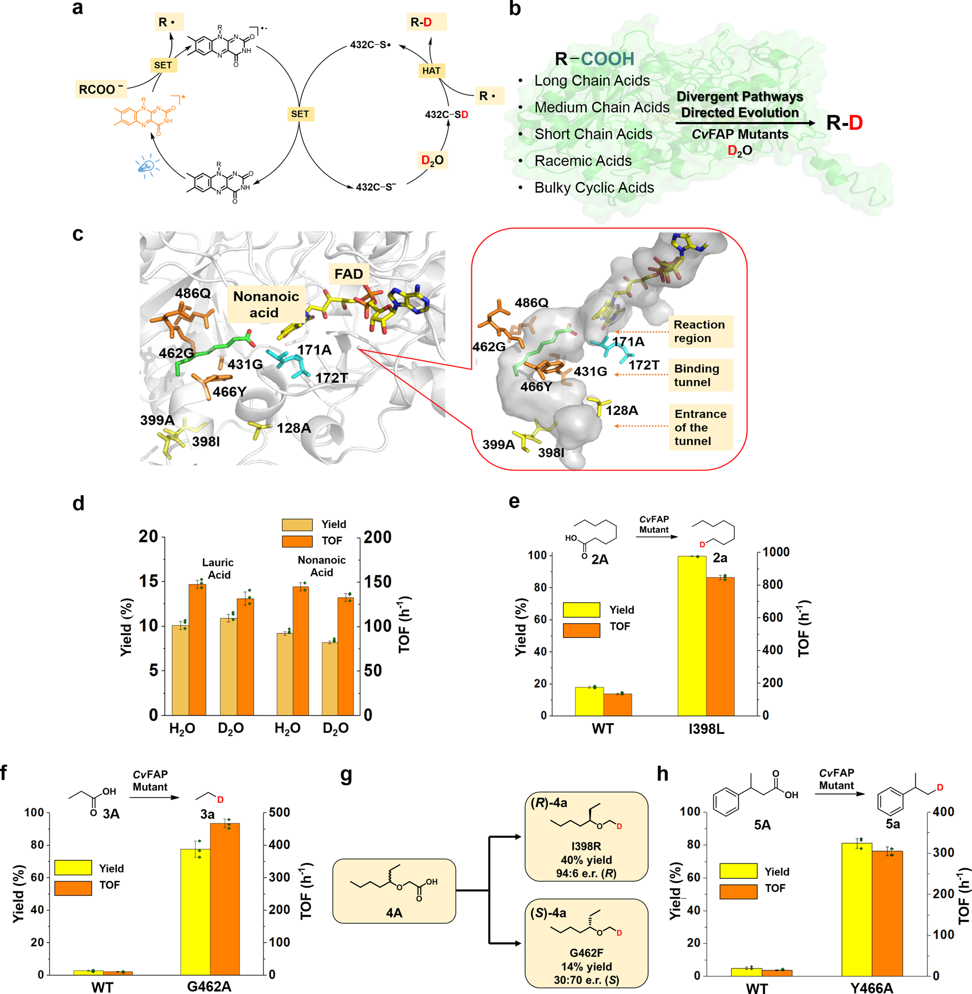 Fig. 1: Design of CvFAP-catalyzed decarboxylative deuteration and divergent directed evolution of CvFAP.