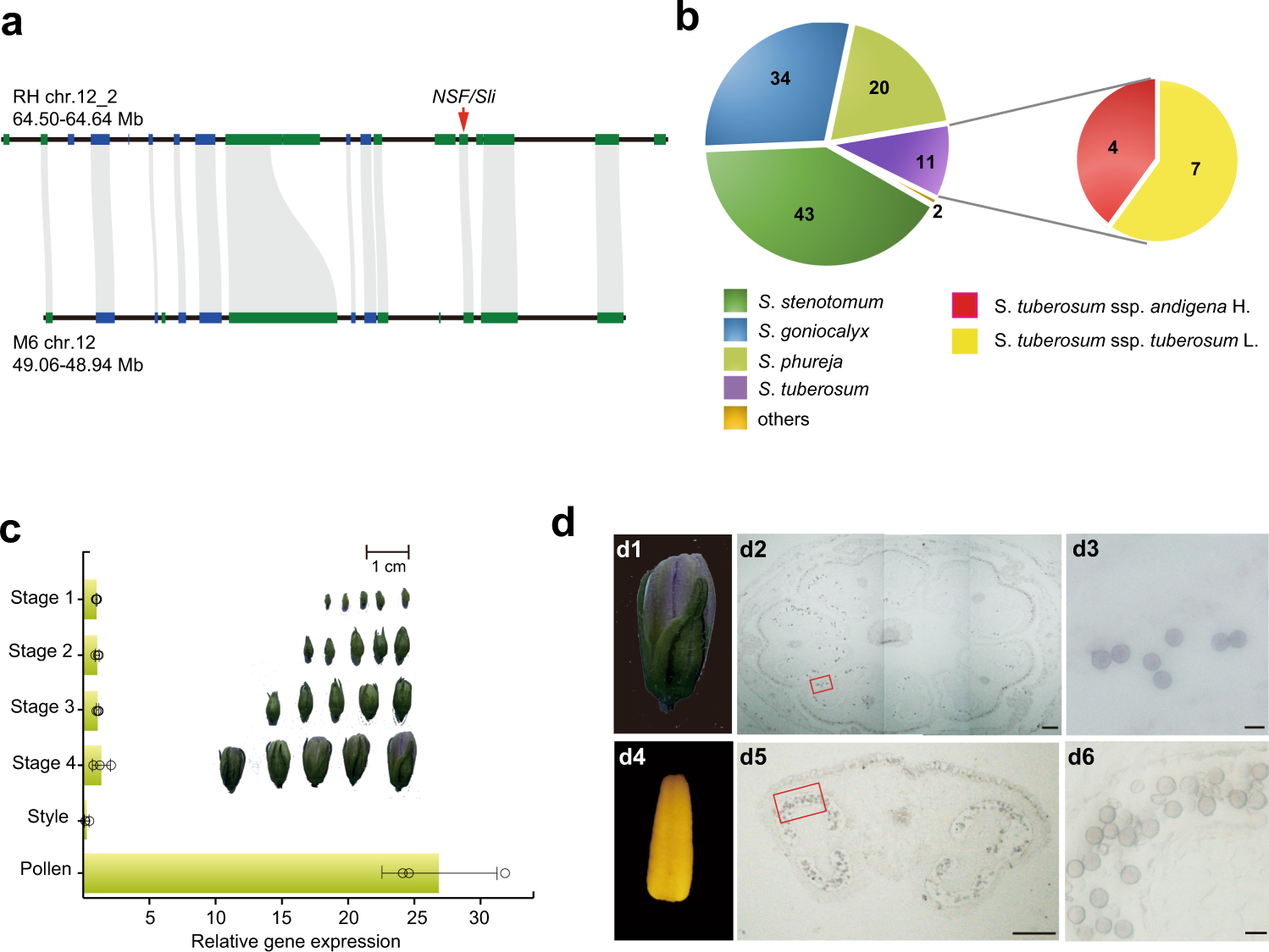 Fig. 2: Characteristics of NSF/Sli in rendering SC to self-incompatible diploid potatoes.