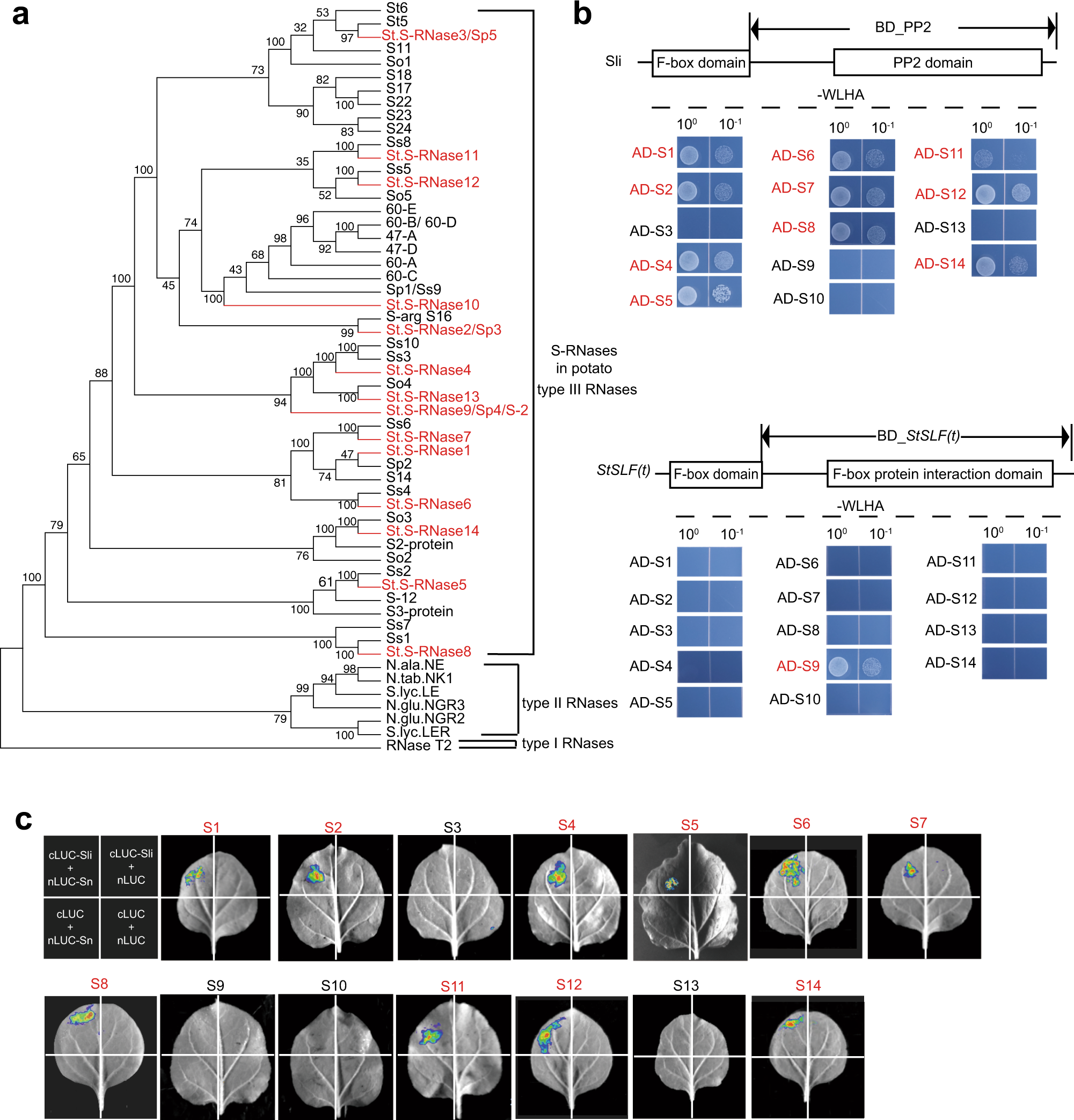 Fig. 3: Wide interactions between Sli and 14 types of potential StS-RNases.
