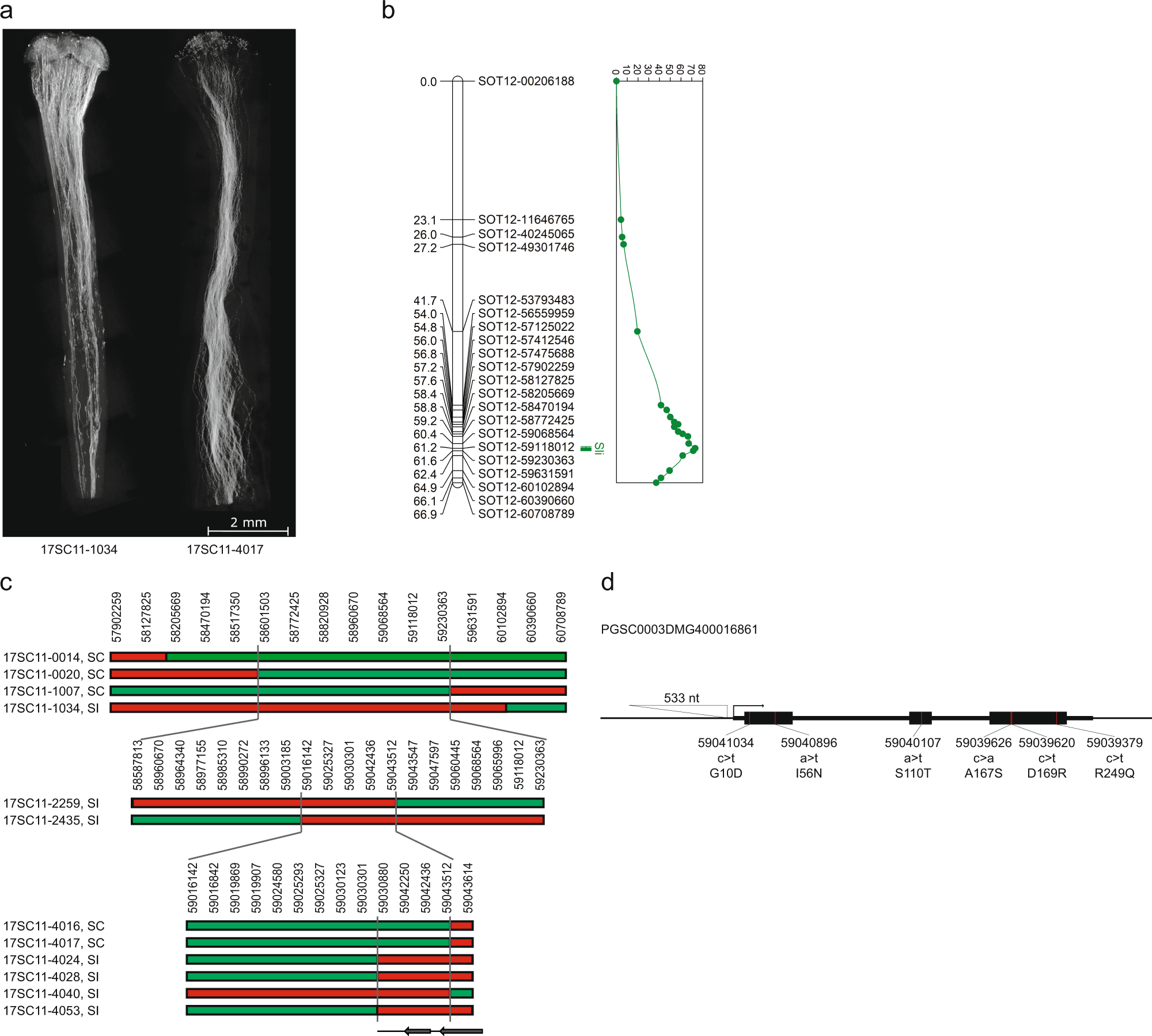 Fig. 1: QTL mapping and recombinant analysis in population 17SC11.