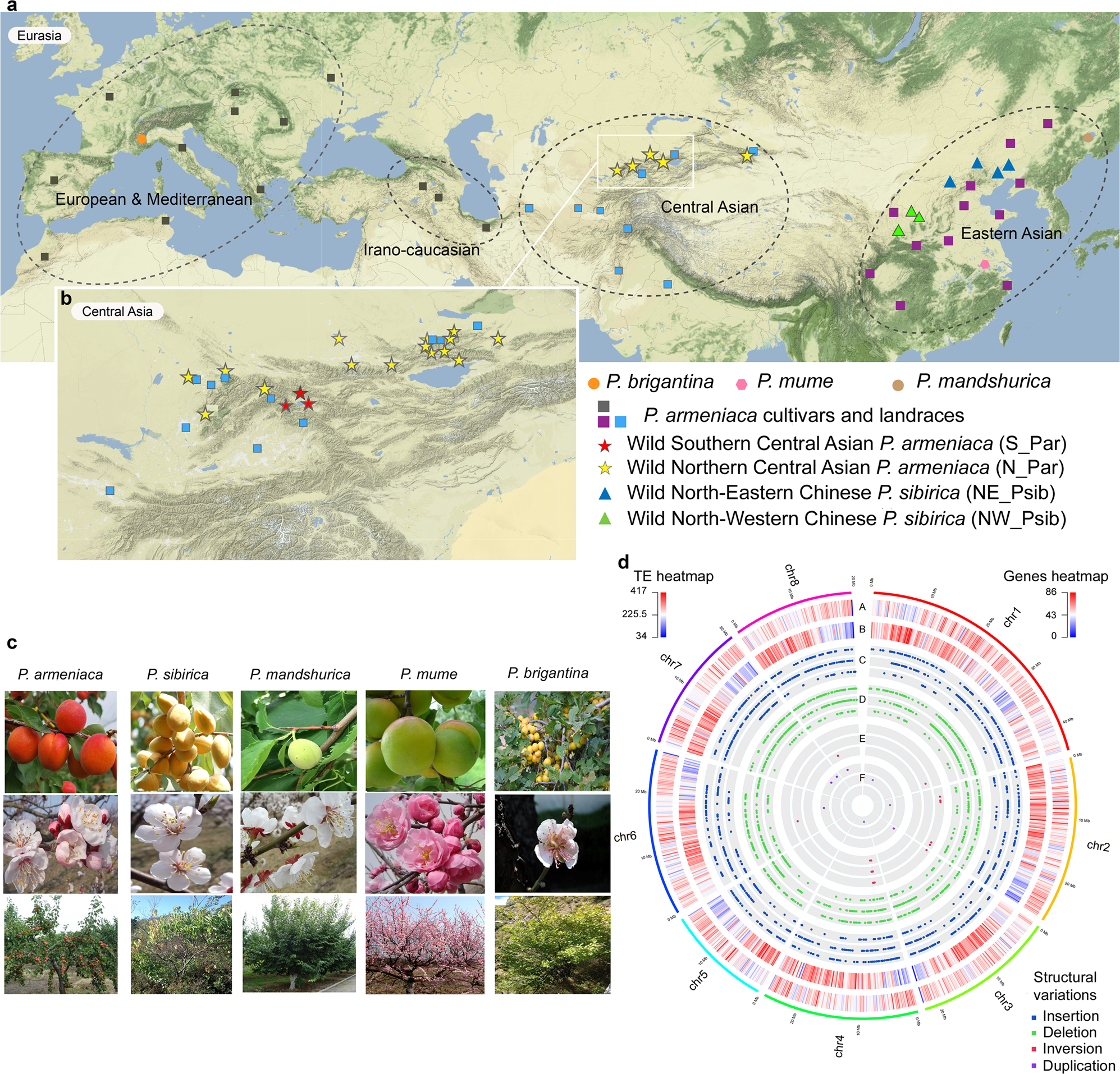 Population genomics of apricots unravels domestication history and adaptive  events | Nature Communications
