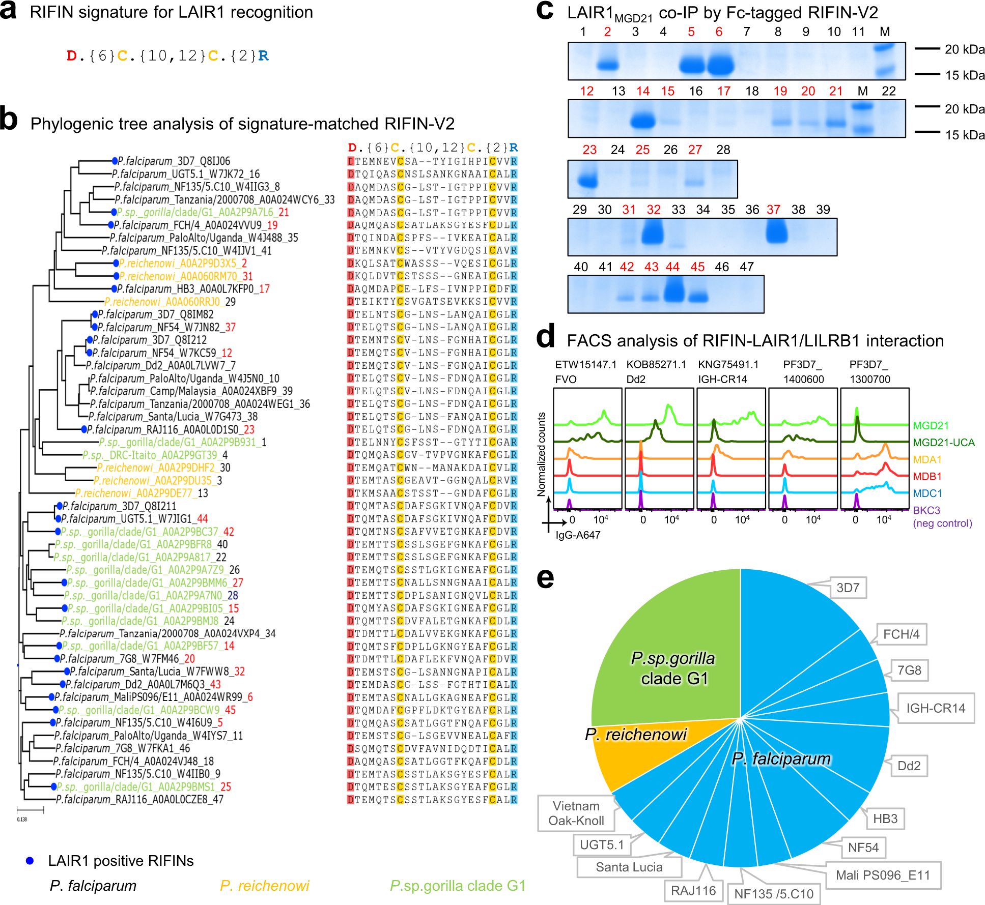 Fig. 4: Signature-based search identifies LAIR1-binding RIFINs from Plasmodium sequences.