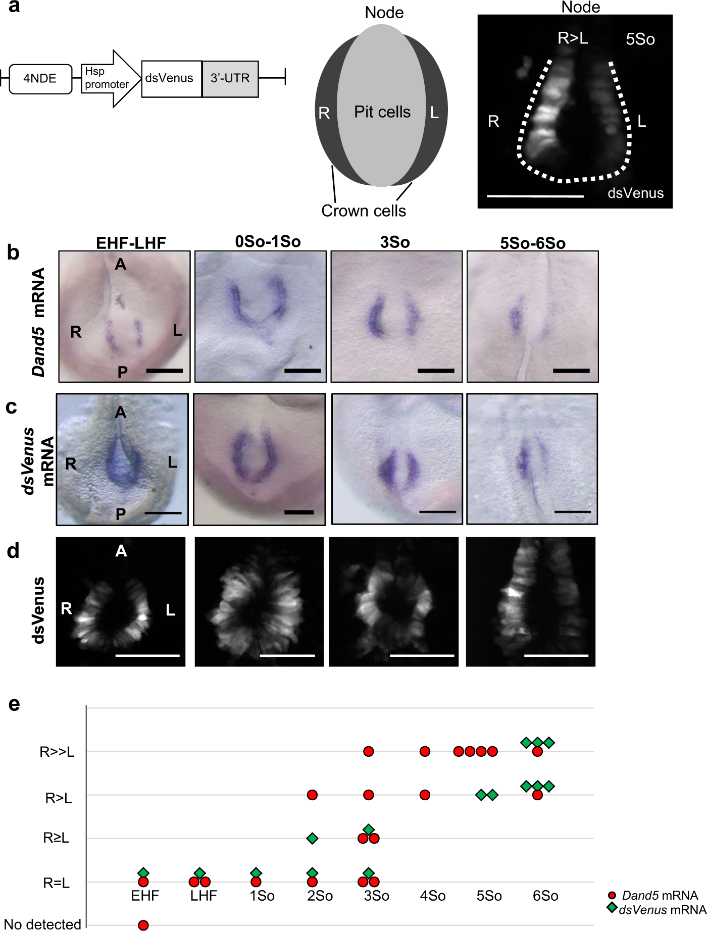 Fluid flow-induced left-right asymmetric decay of Dand5 mRNA in the mouse  embryo requires a Bicc1-Ccr4 RNA degradation complex | Nature Communications