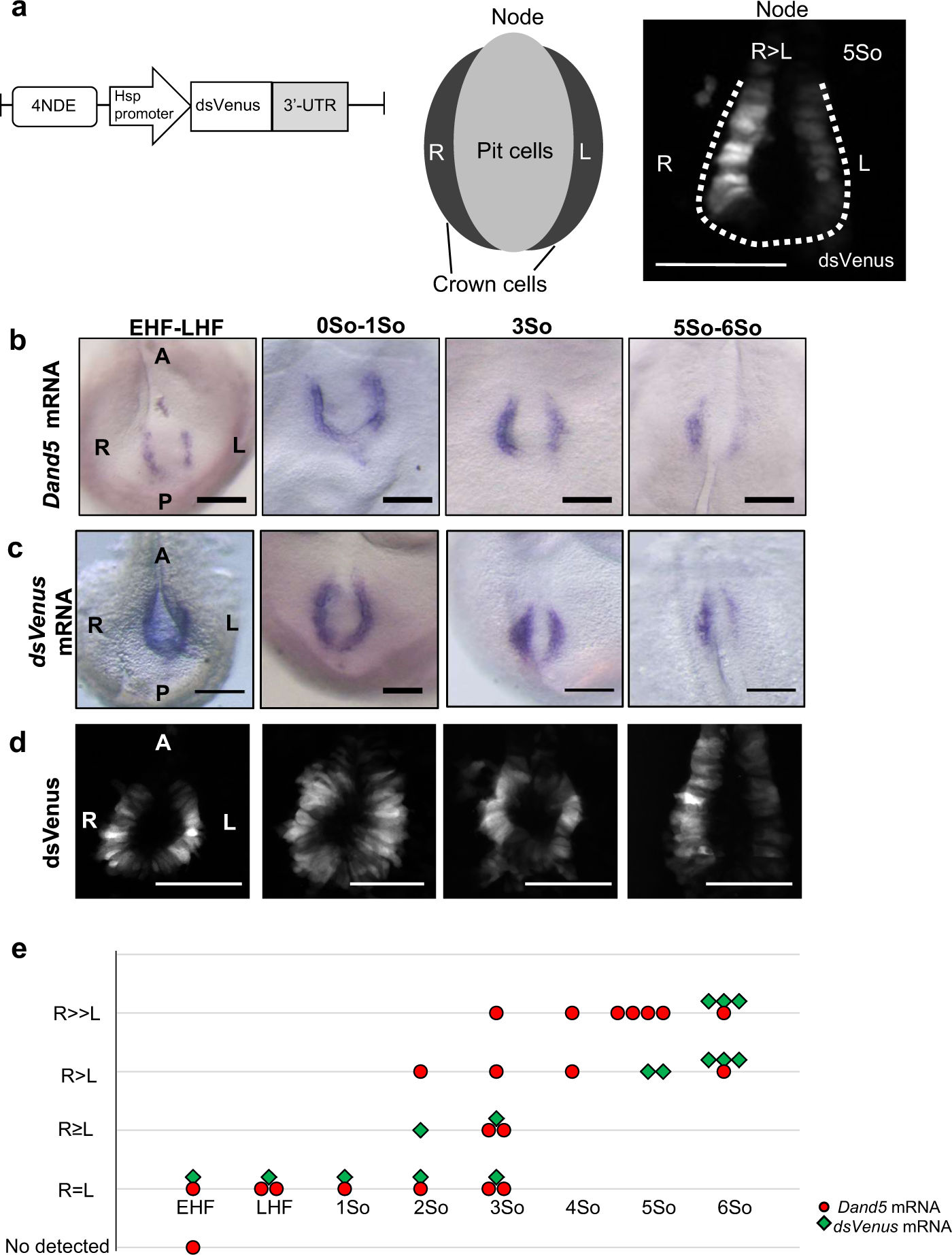 Cell-cell contacts relevant for the induction of left-right