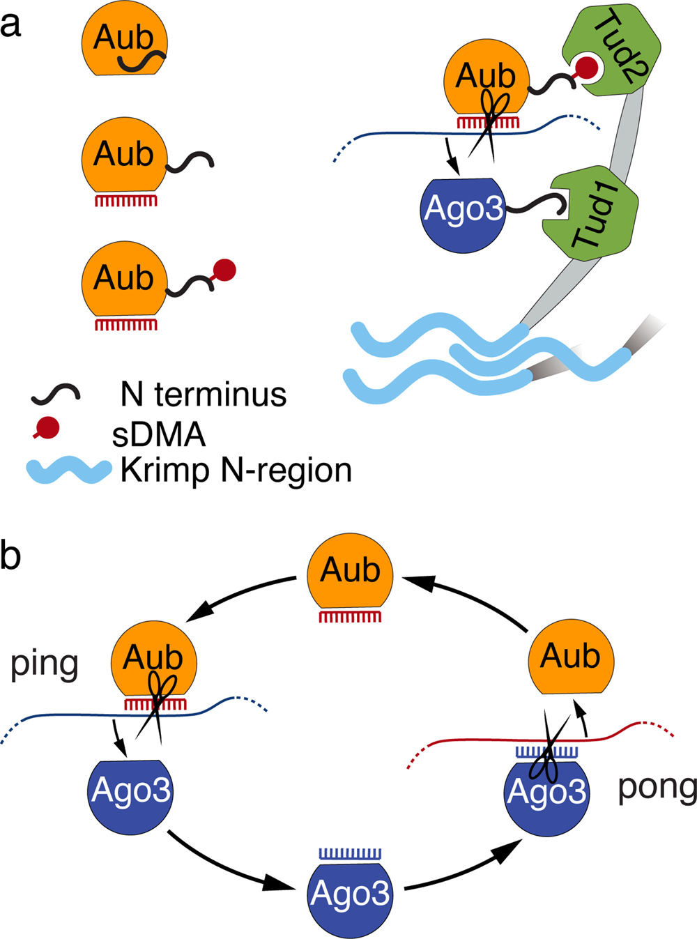 Fig. 7: Model for sDMA regulation and its function in ping-pong cycle.