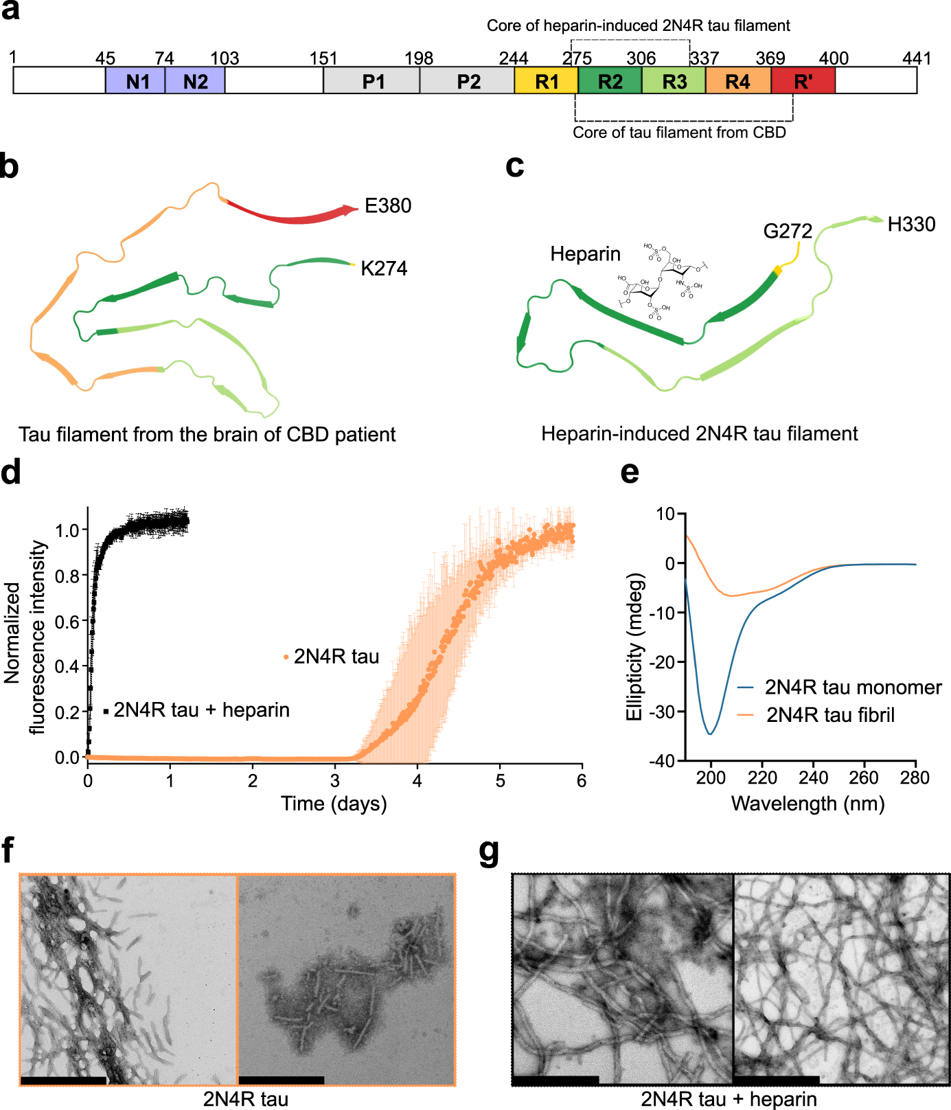 Co-factor-free aggregation of tau into seeding-competent RNA-sequestering  amyloid fibrils | Nature Communications