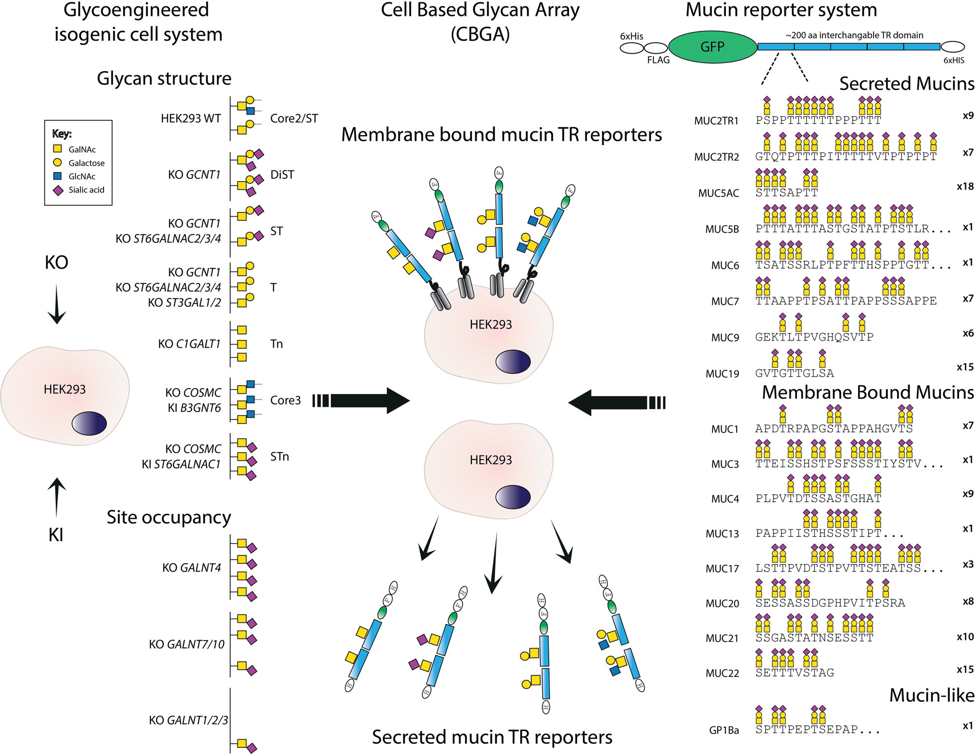 Glycoproteomics  Nature Reviews Methods Primers