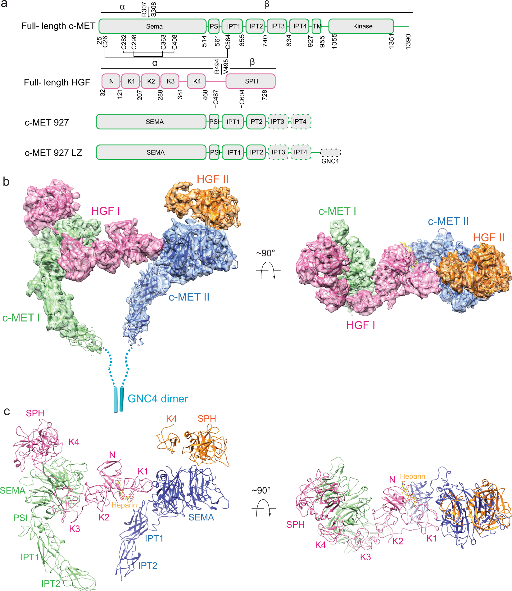 Structural basis of the activation of c-MET receptor