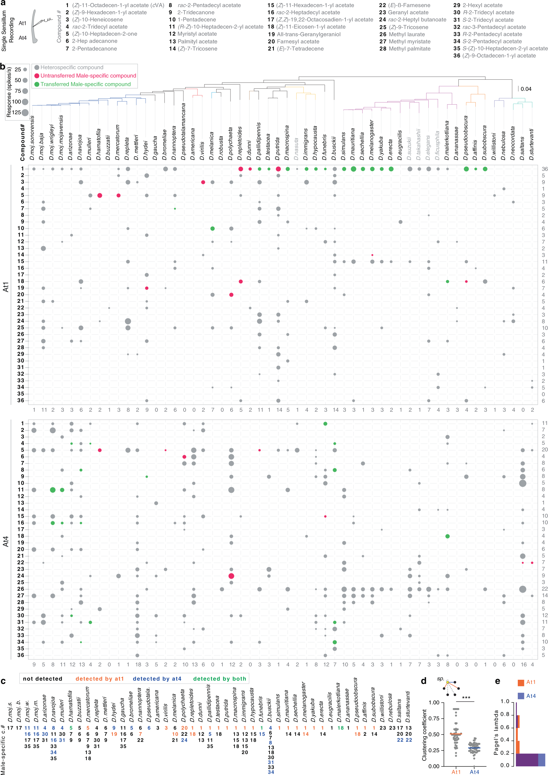 Fig. 3: Drosophilids communicate intra- and inter-specifically through rapidly evolving olfactory channels.
