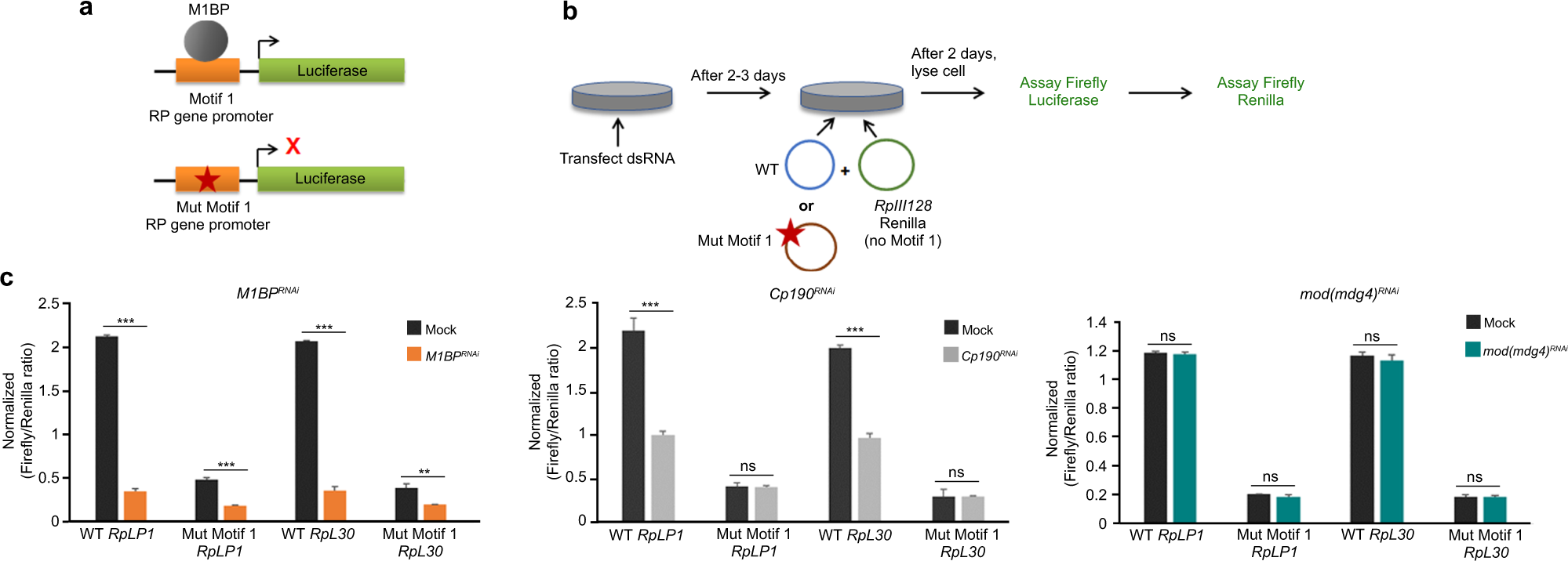 Fig. 5: M1BP and CP190 both activate Motif 1-containing gene promoters.