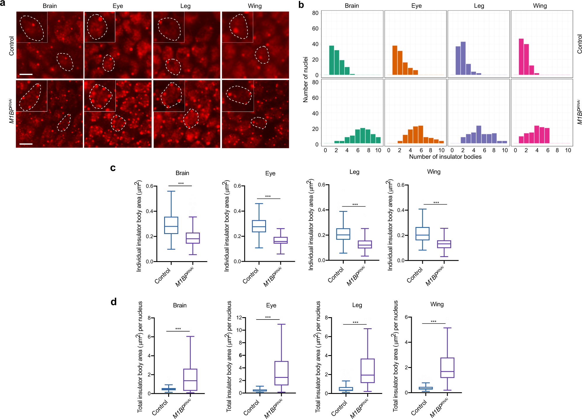 Fig. 7: Knockdown of M1BP alters nuclear organization of insulator bodies.