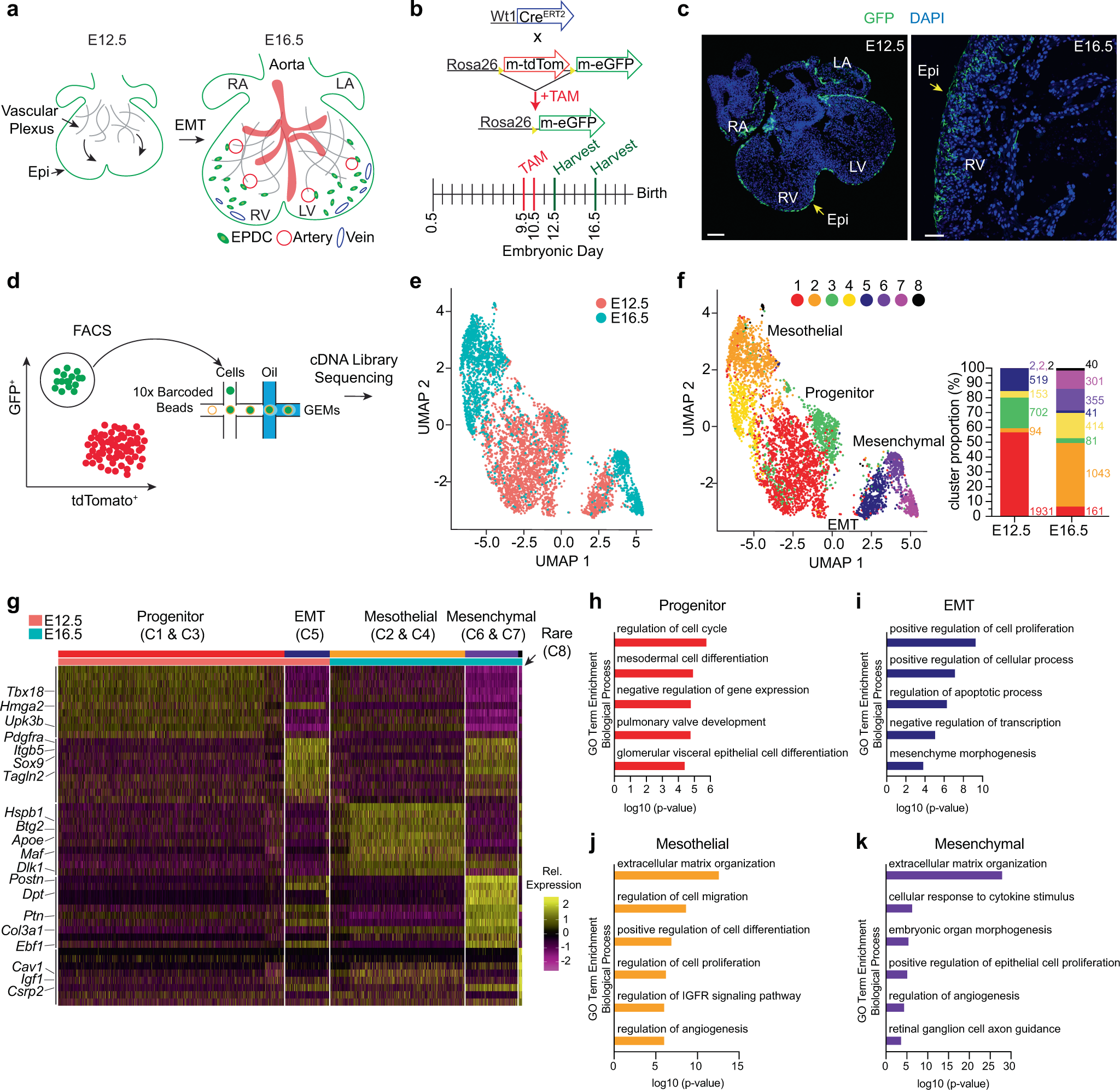 Coordination Of Endothelial Cell Positioning And Fate Specification By The Epicardium Nature Communications