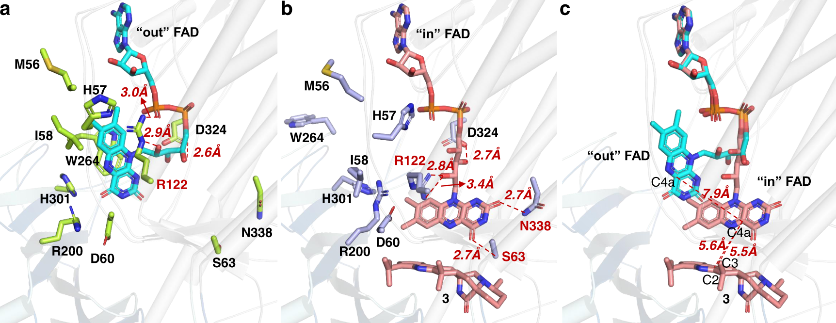 Fig. 4: Structural changes of the FAD-binding sites in CtdE upon substrate binding.