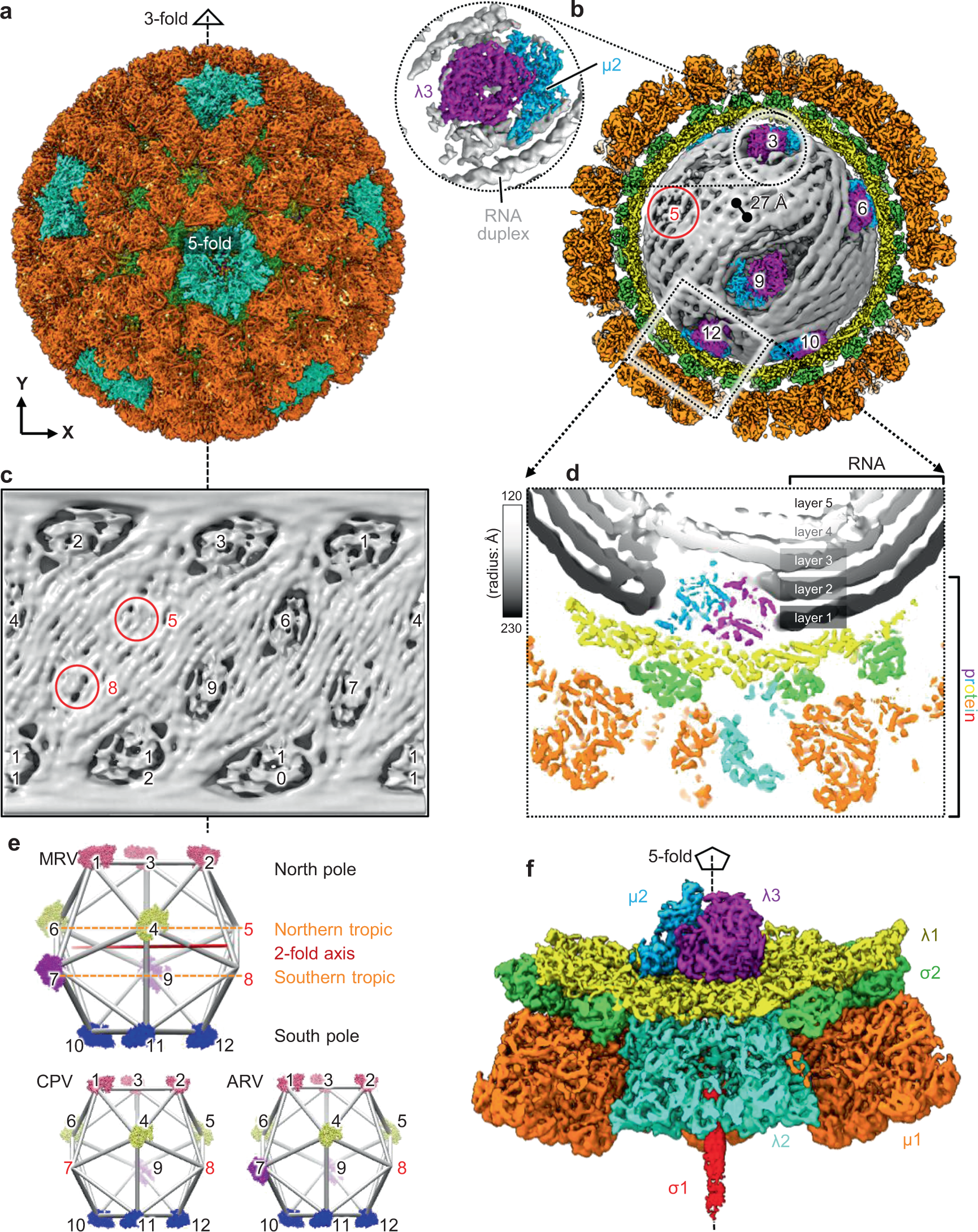 Asymmetric Reconstruction Of Mammalian Reovirus Reveals Interactions Among Rna Transcriptional Factor µ2 And Capsid Proteins Nature Communications Asymmetric Reconstruction Of Mammalian Reovirus Reveals Interactions Among Rna Transcriptional Factor µ2 And Capsid Proteins Nature Communications