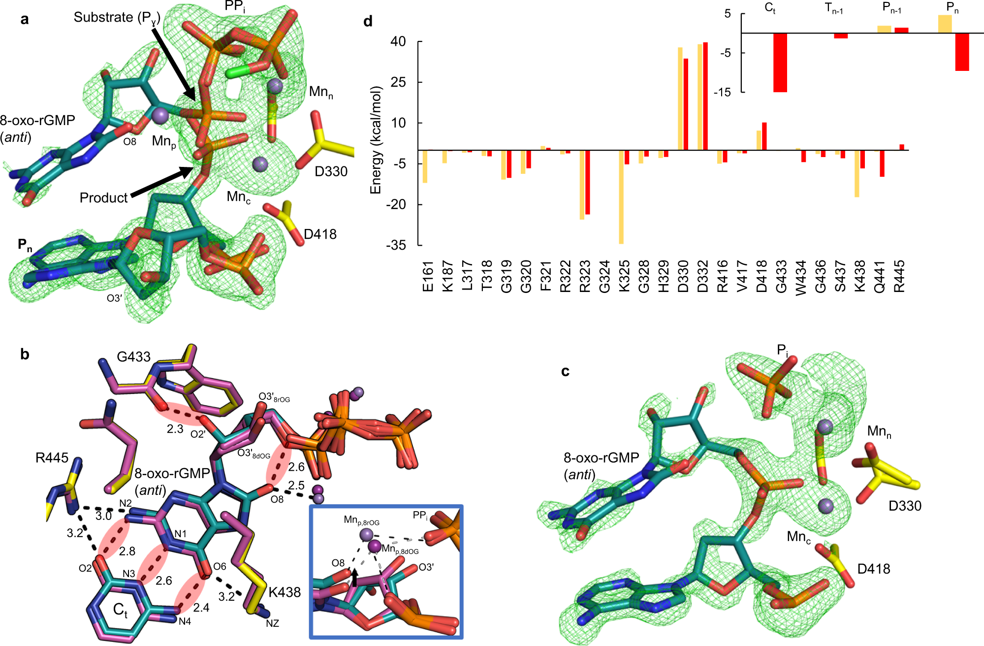 Fig. 3: 8-oxo-rGTP(anti) insertion opposite cytosine.