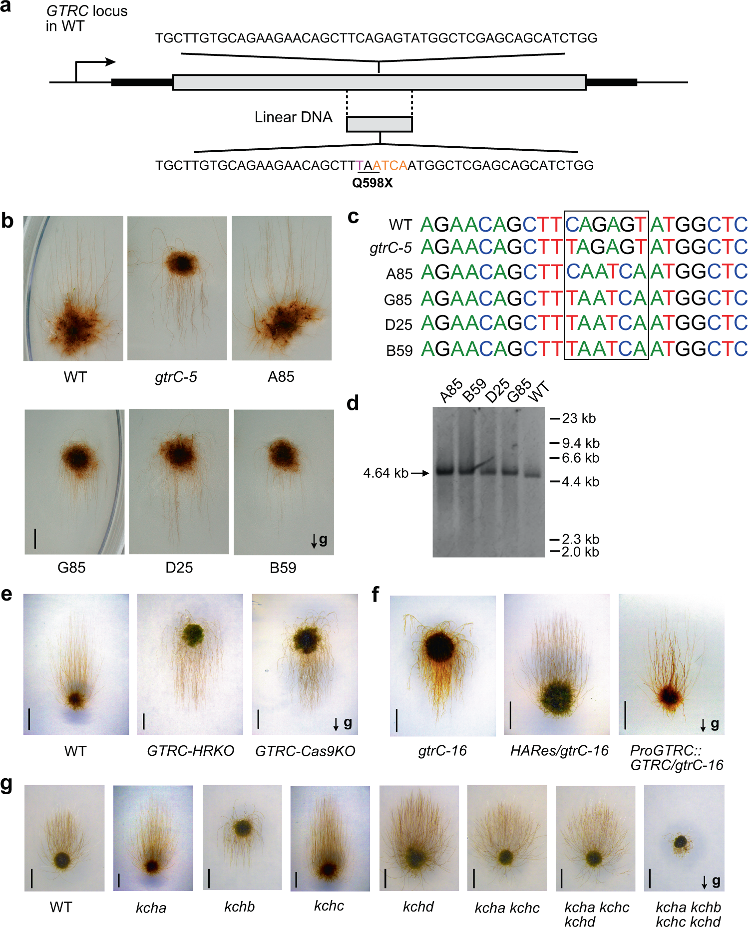 Fig. 3: Genetic confirmation of the GTRC locus.
