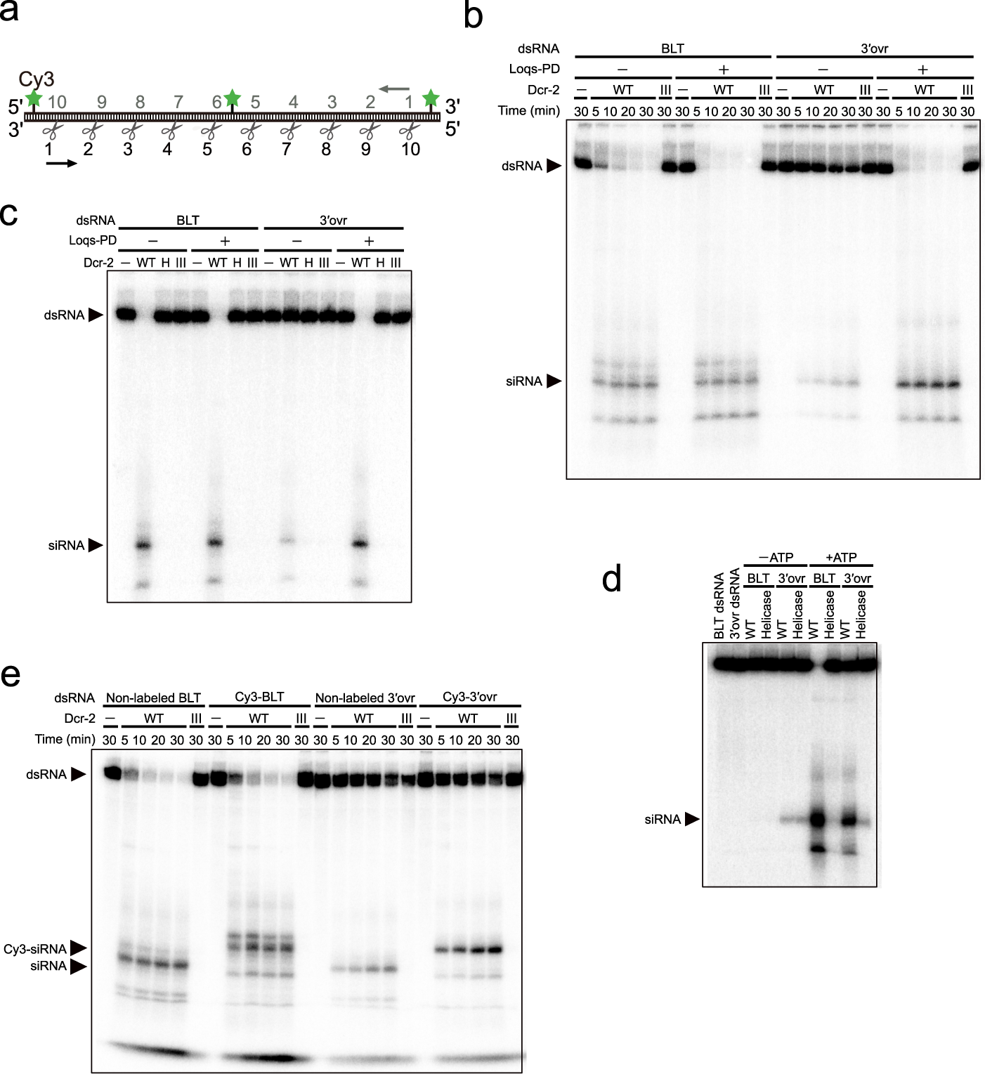 Single Molecule Analysis Of Processive Double Stranded Rna Cleavage By Drosophila Dicer 2 Nature Communications Single Molecule Analysis Of Processive Double Stranded Rna Cleavage By Drosophila Dicer 2 Nature Communications