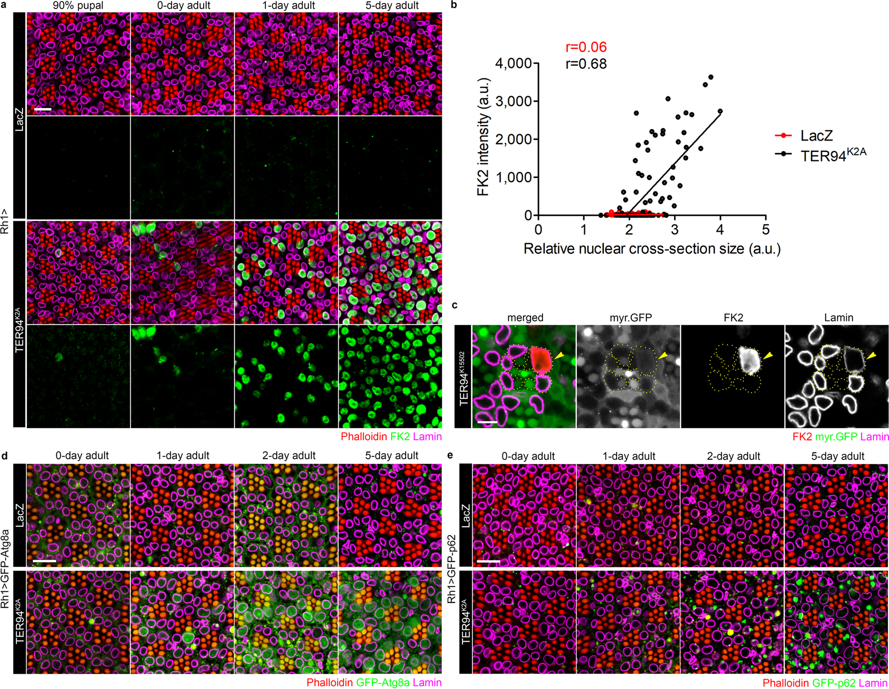 Fig. 2: Atg8, p62, and ubiquitinated nuclear proteins accumulate in cells lacking TER94 function.