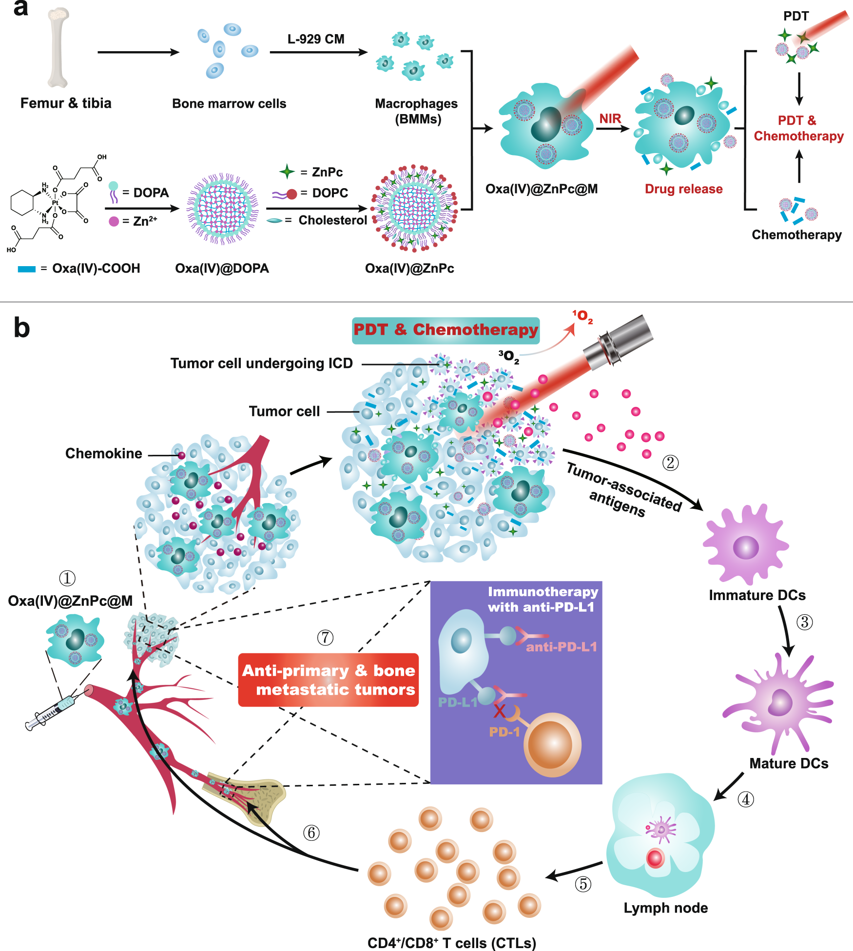 Using Near-infrared Light Therapy To Manage Malignant Lung Cancer